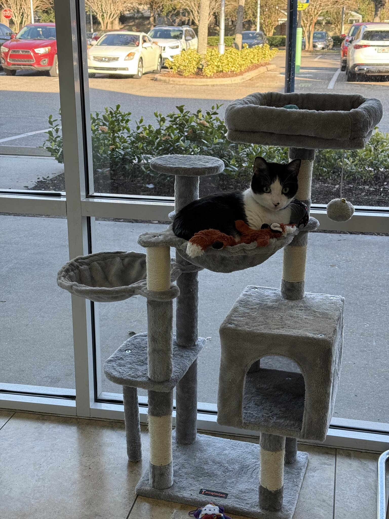 Grand Oaks Pet Hospital Orlando