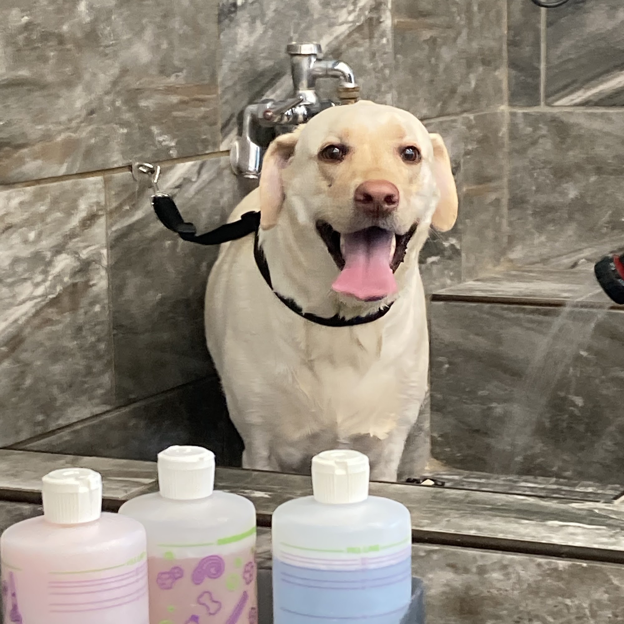 Your Family Veterinarian Orlando