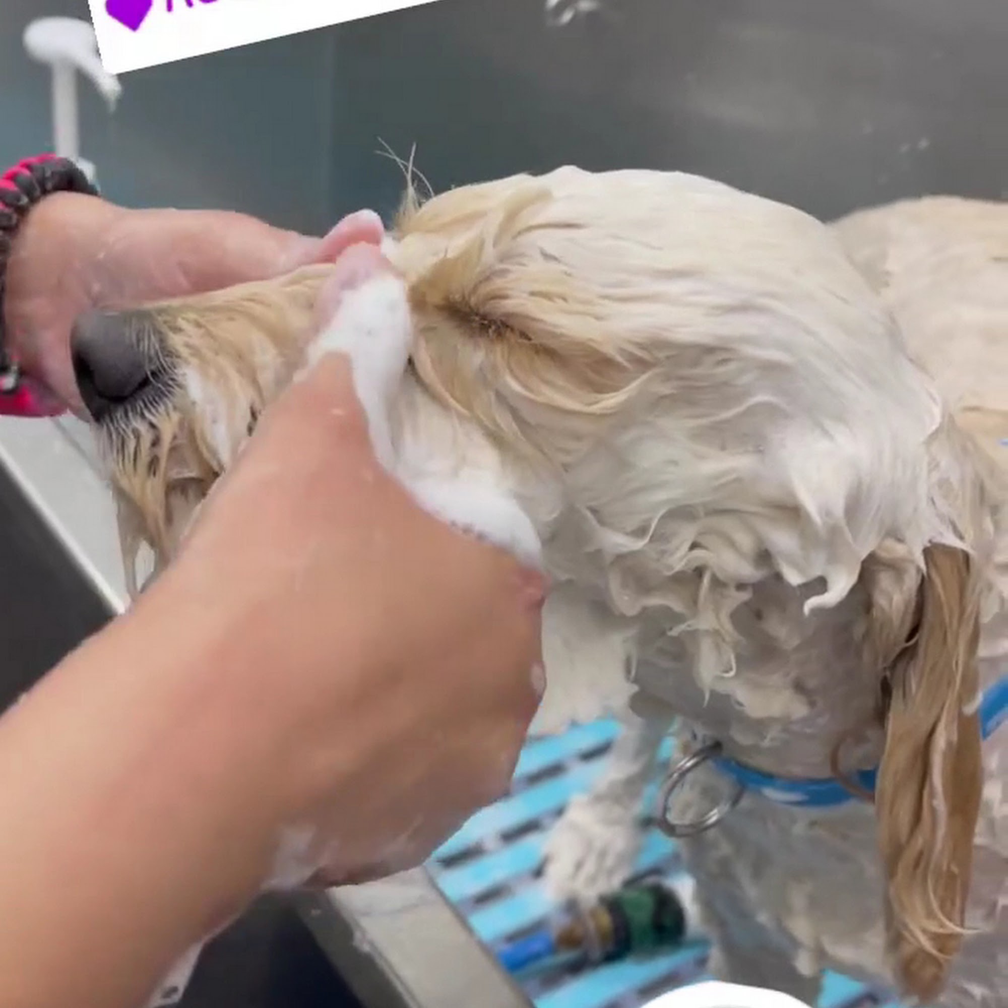 Aunt B's Pet Grooming Orlando