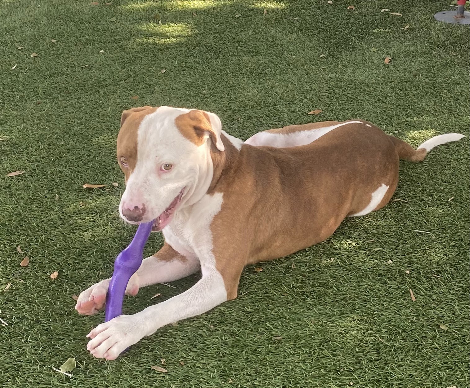 Orange County Animal Services Orlando