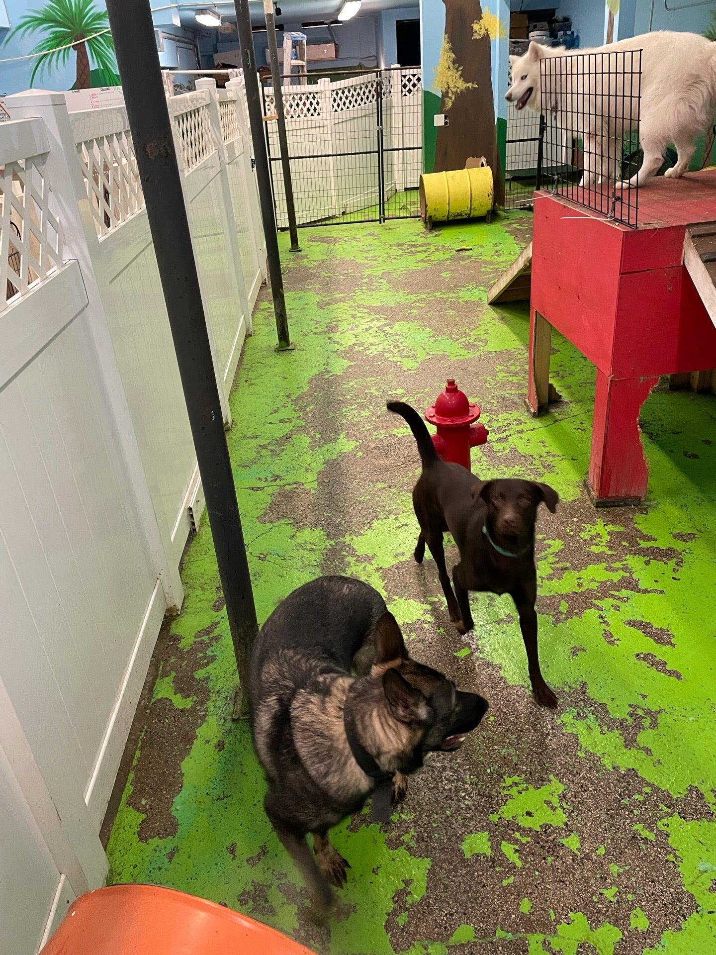 Club Hollywoof Doggie Daycare & Boarding Orlando