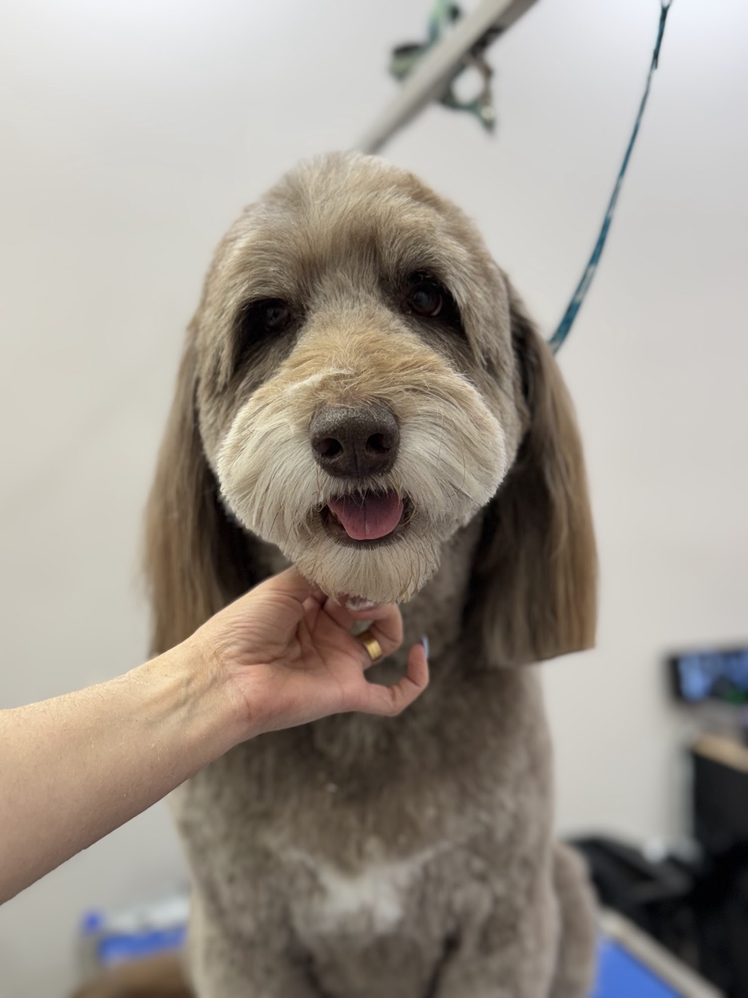 D'Pets - Pet Grooming Orlando