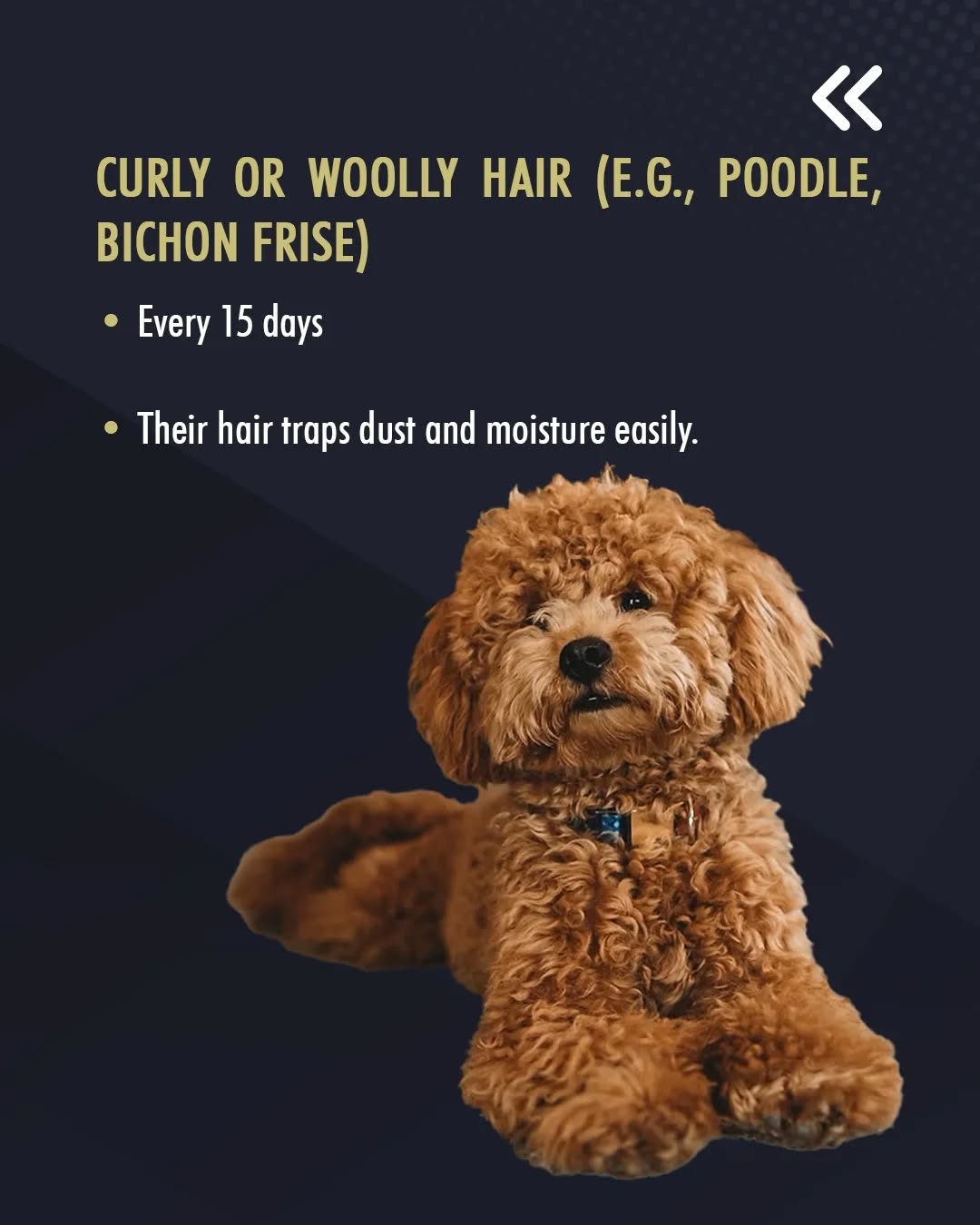 Mobile Grooming & Pet boarding Wonder Pets Florida Orlando