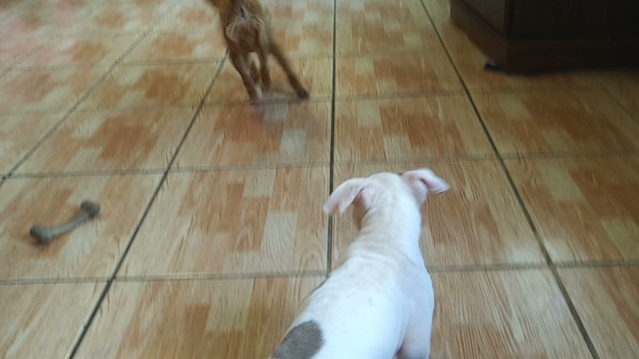 Universal Dog Care Orlando, Dog Care and Dog Boarding Orlando