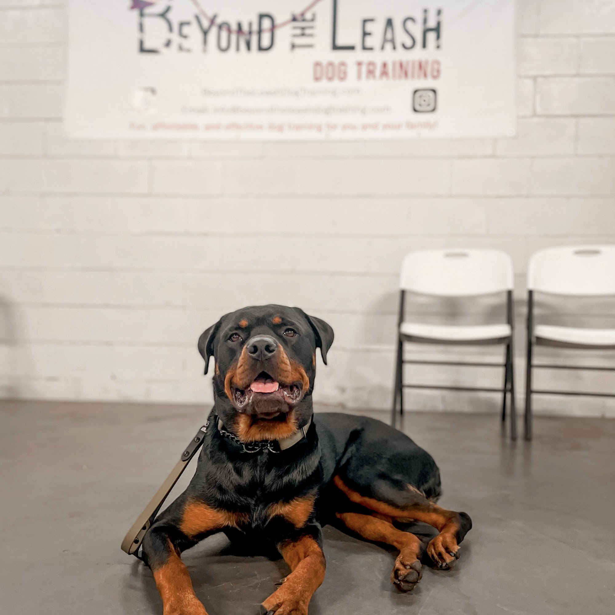 Beyond the Leash Dog Training Orlando