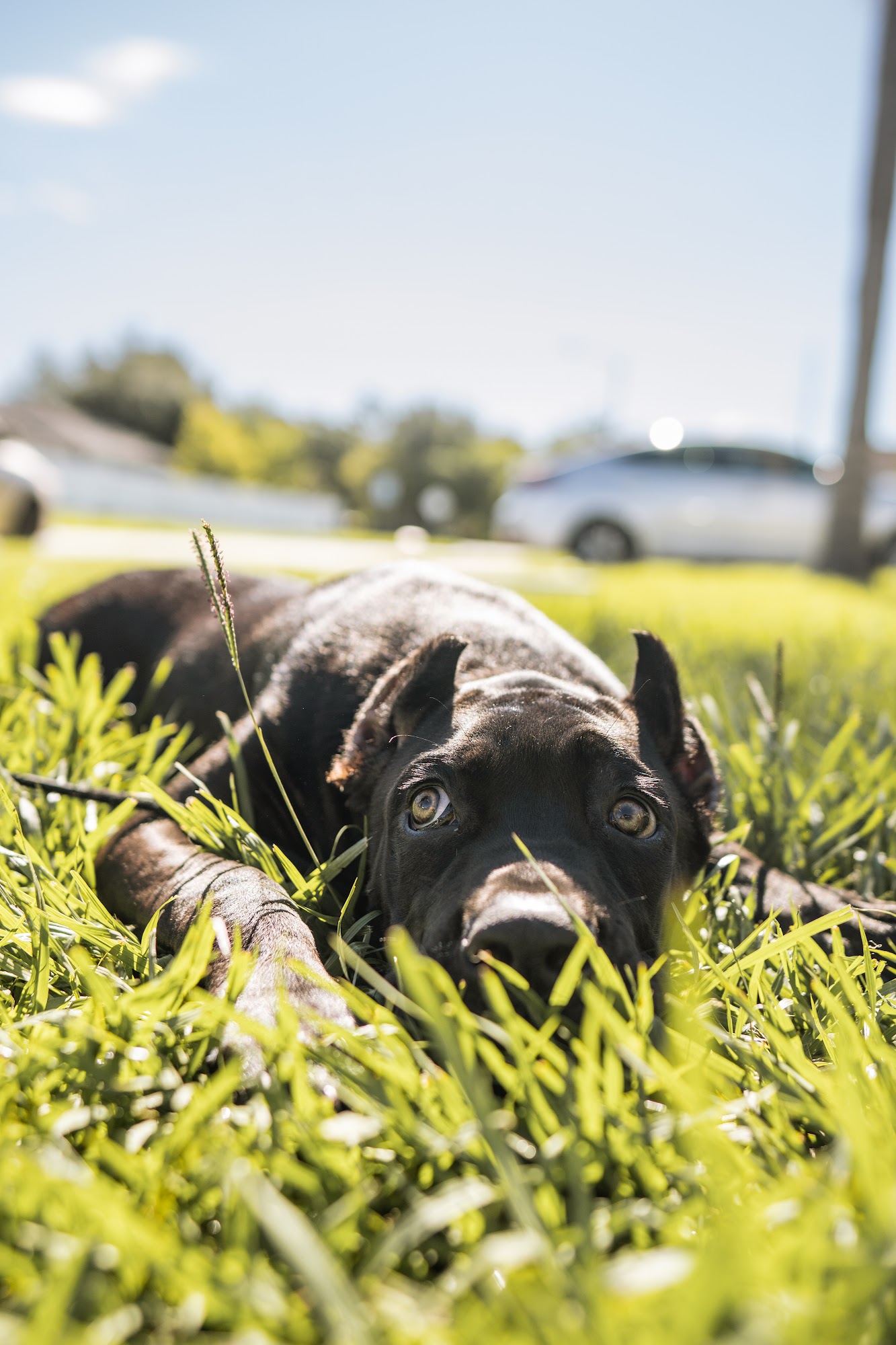 Canine Linguistics - Dog Training and Boarding Orlando