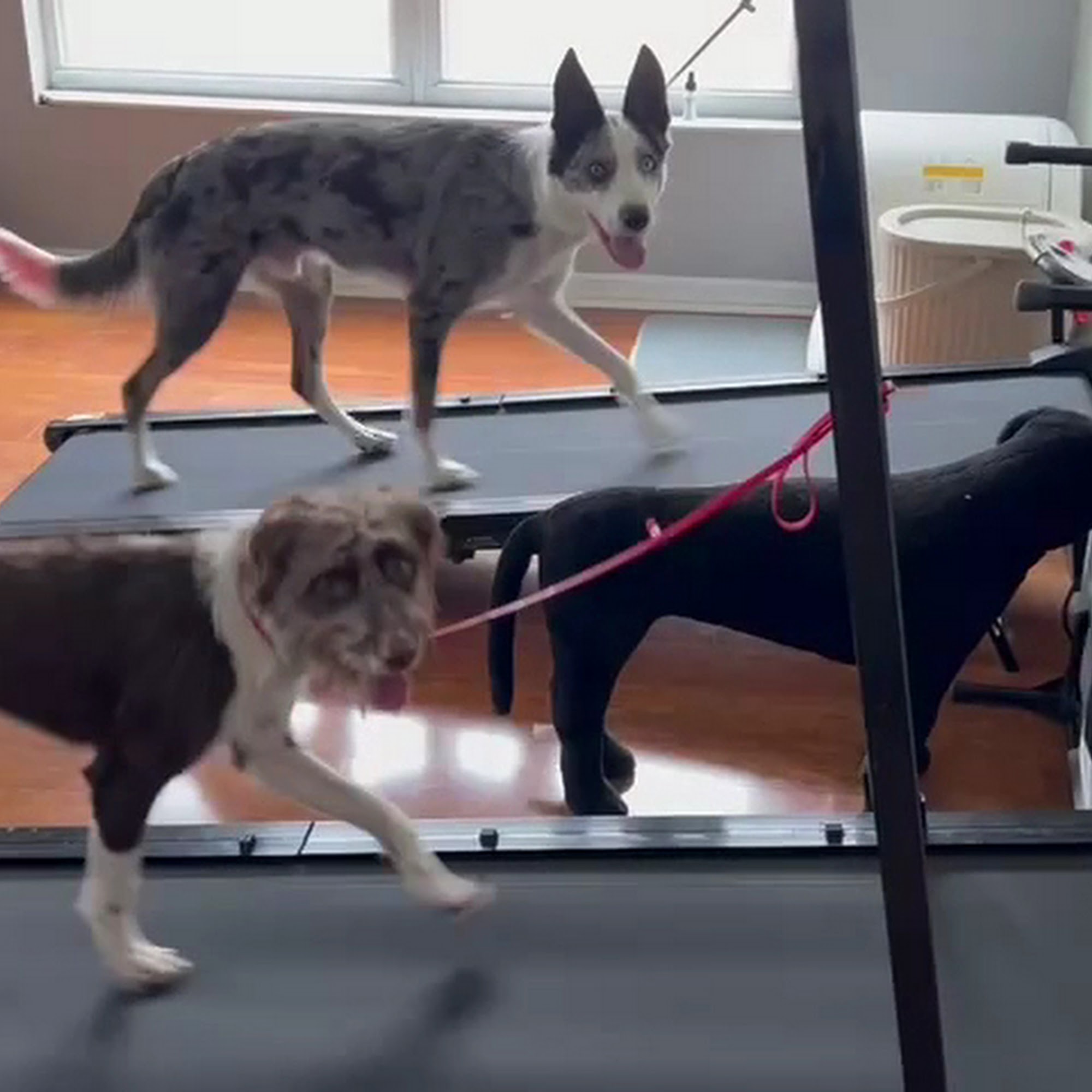 Canine Linguistics - Dog Training and Boarding Orlando