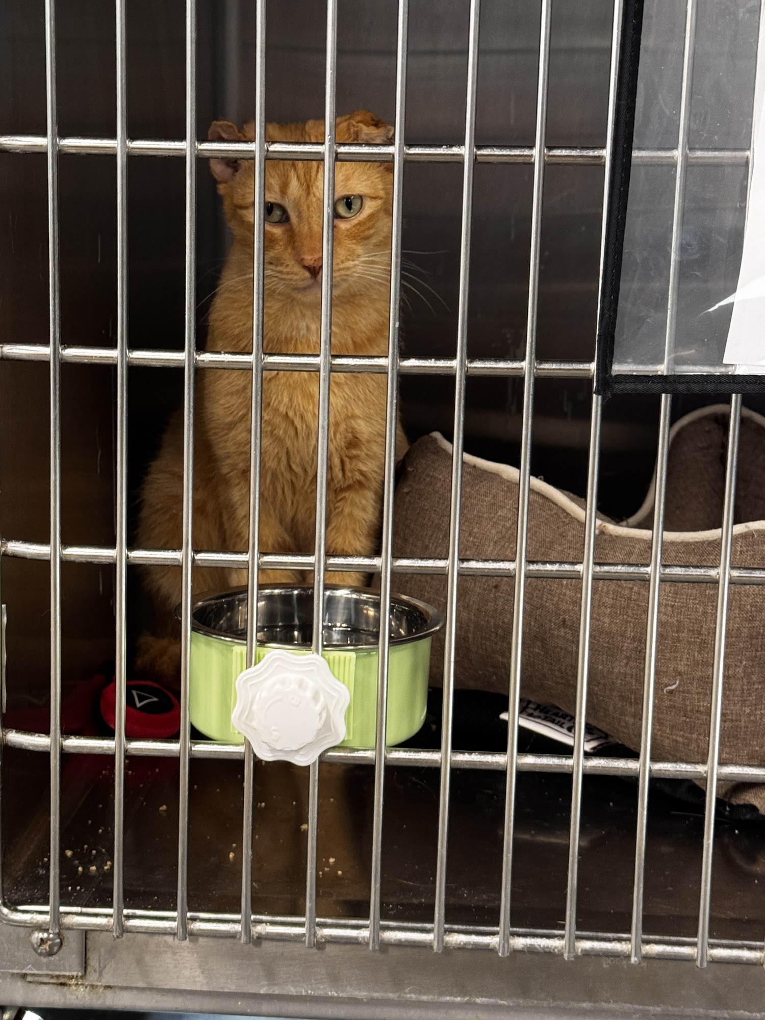 Pet Alliance of Greater Orlando Downtown Cat Shelter Orlando