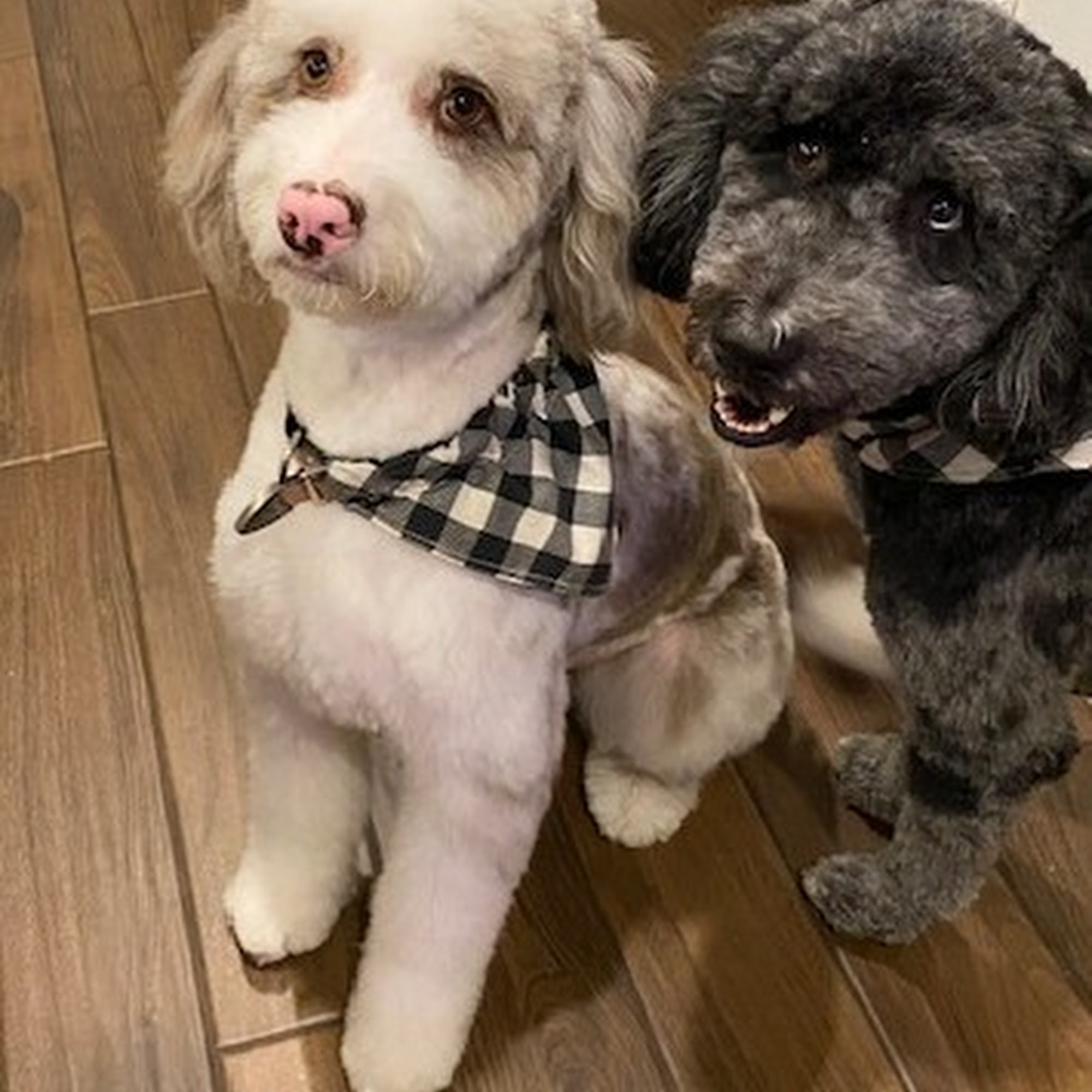 Luxury Canine Spa & Boutique 11919 E Colonial Dr, Orlando Florida 32826