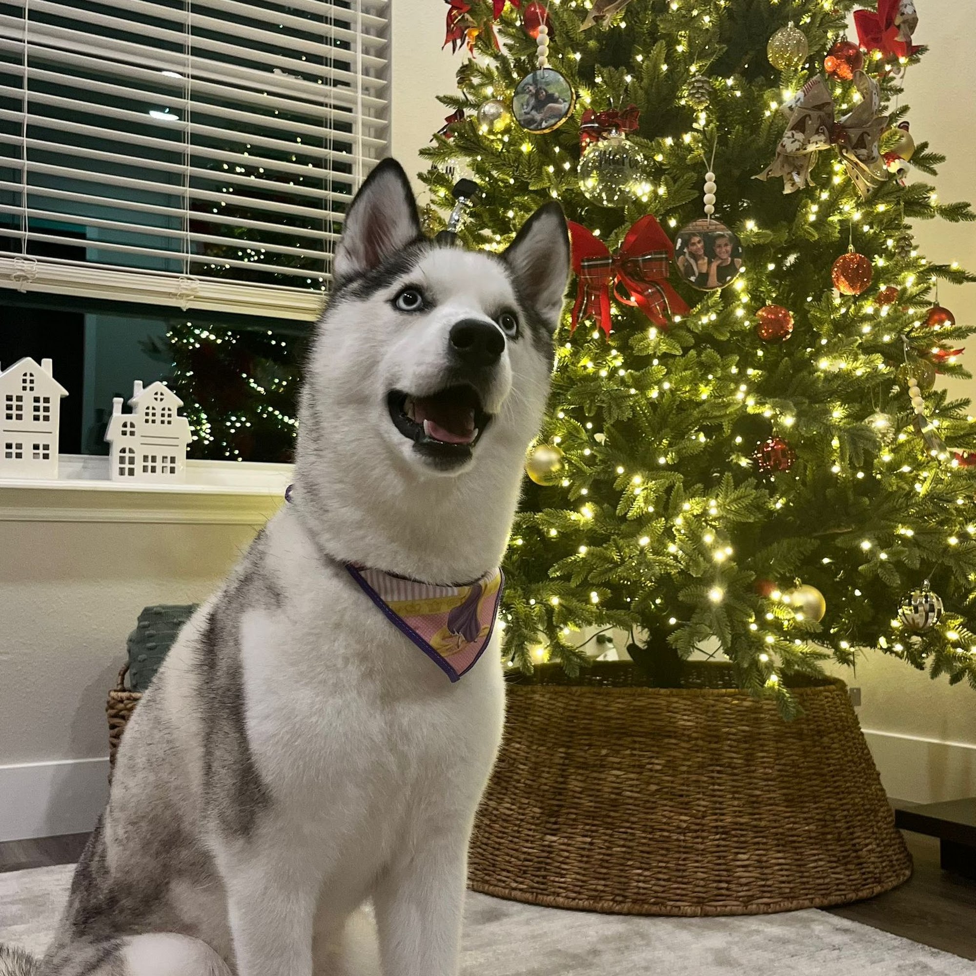 The Pawtastic Pet Shop Orlando