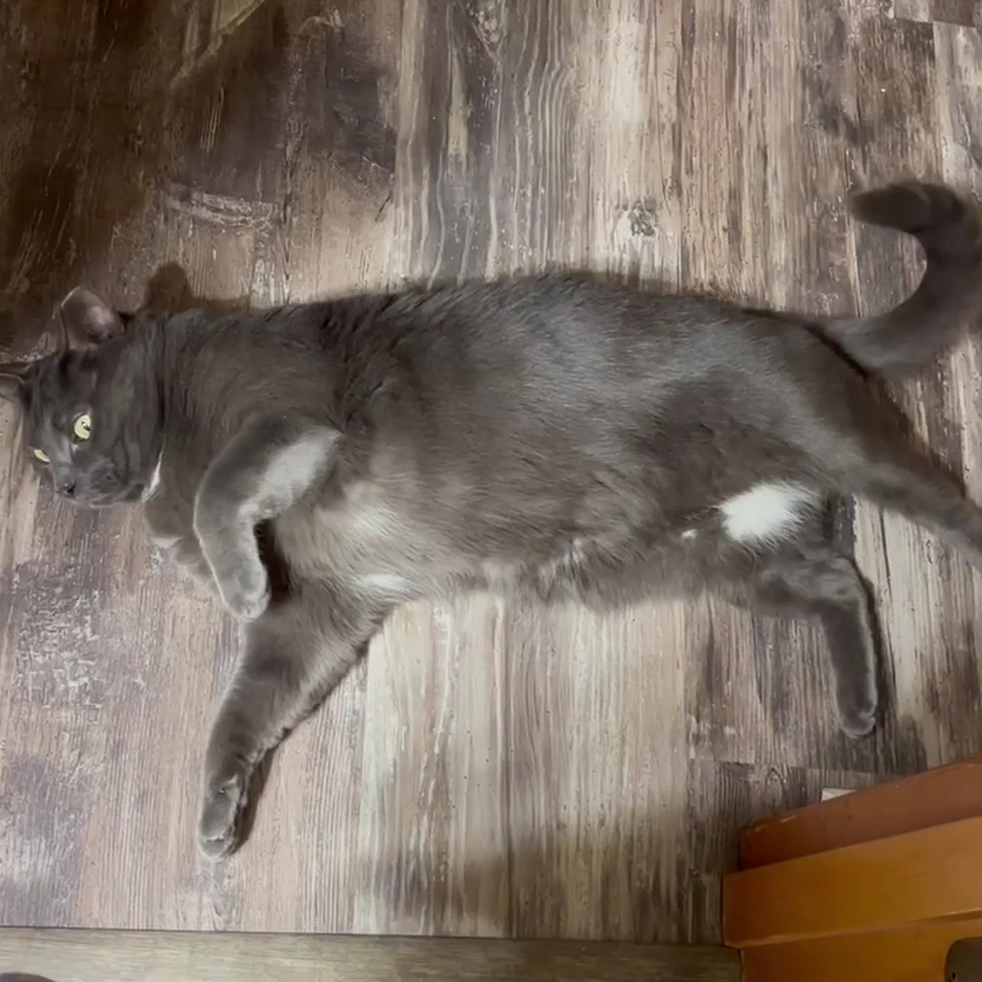 Tomoka Pines Veterinary Hospital Ormond Beach