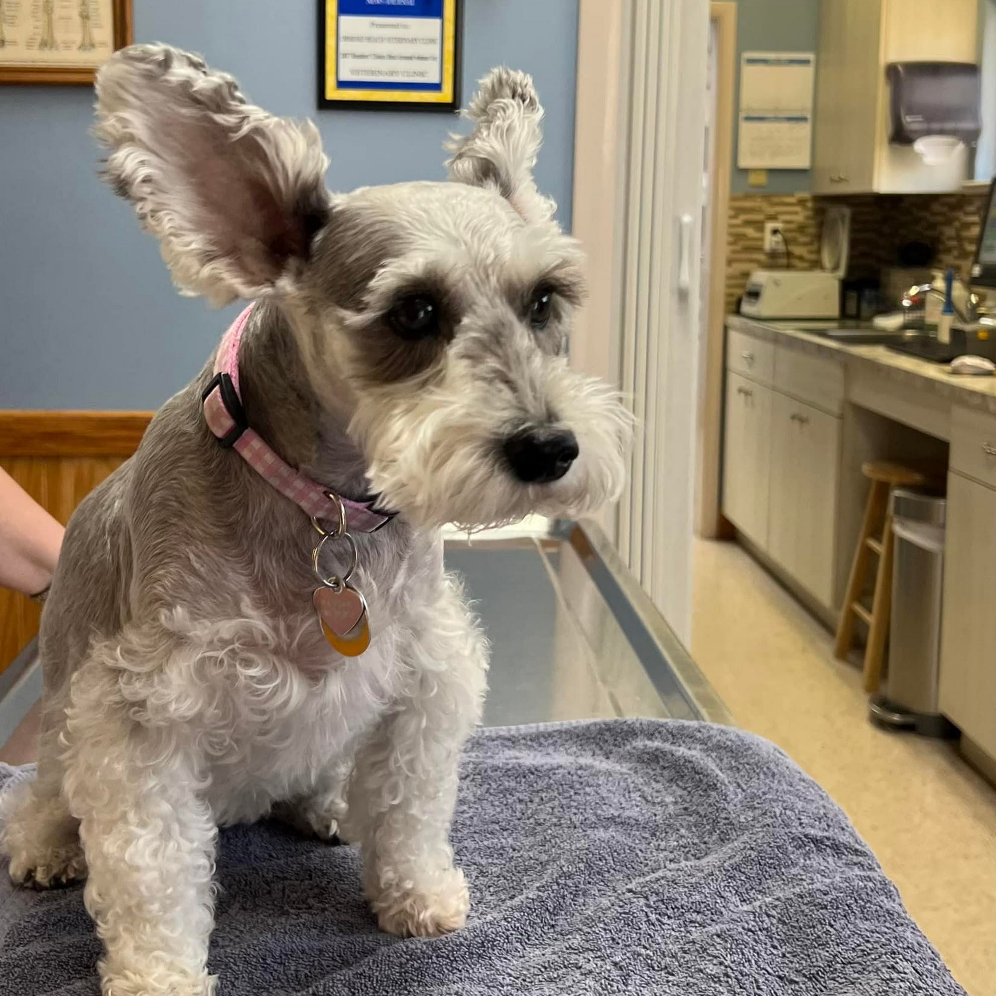 Ormond Beach Family Vet Ormond Beach