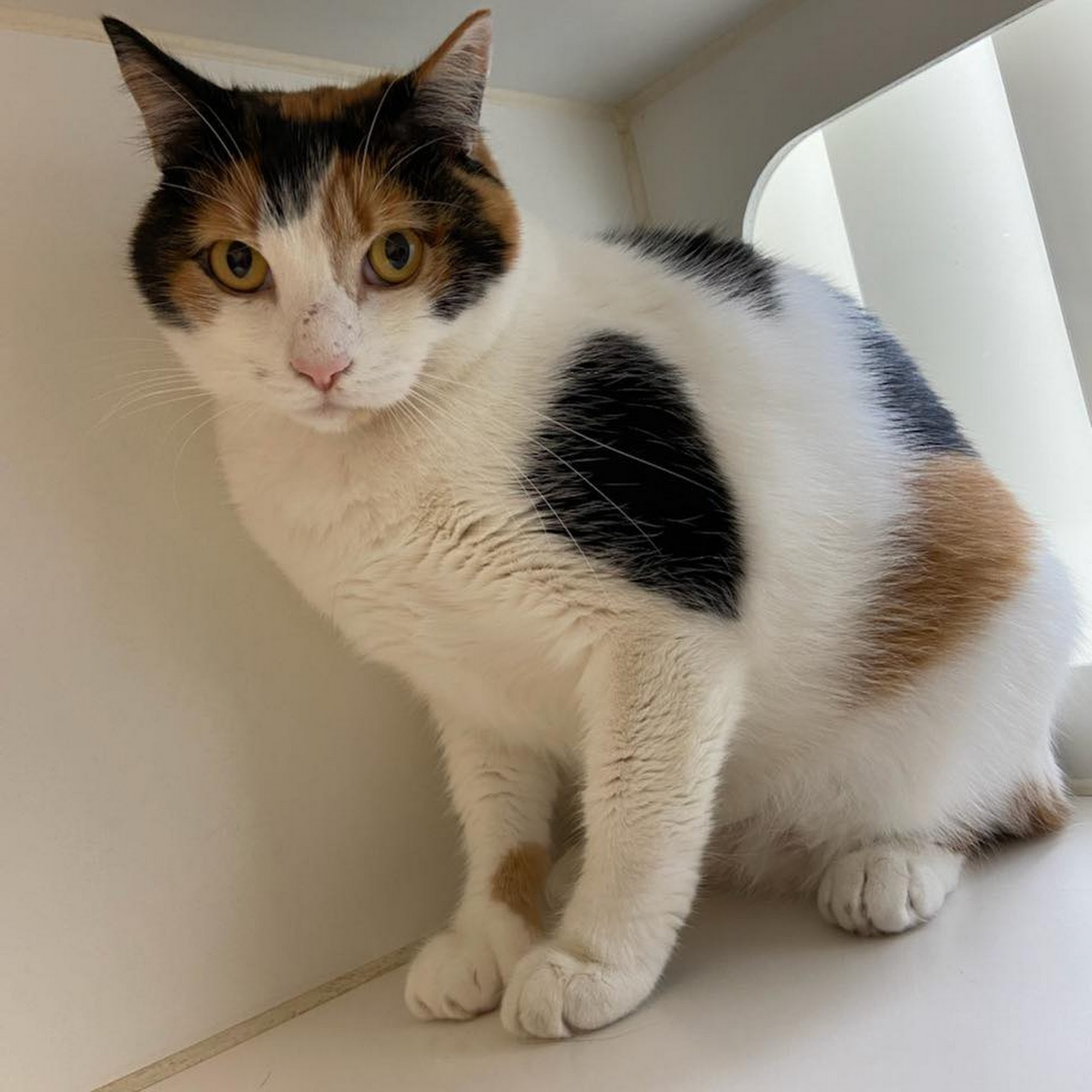 Cat Care Clinic Ormond Beach