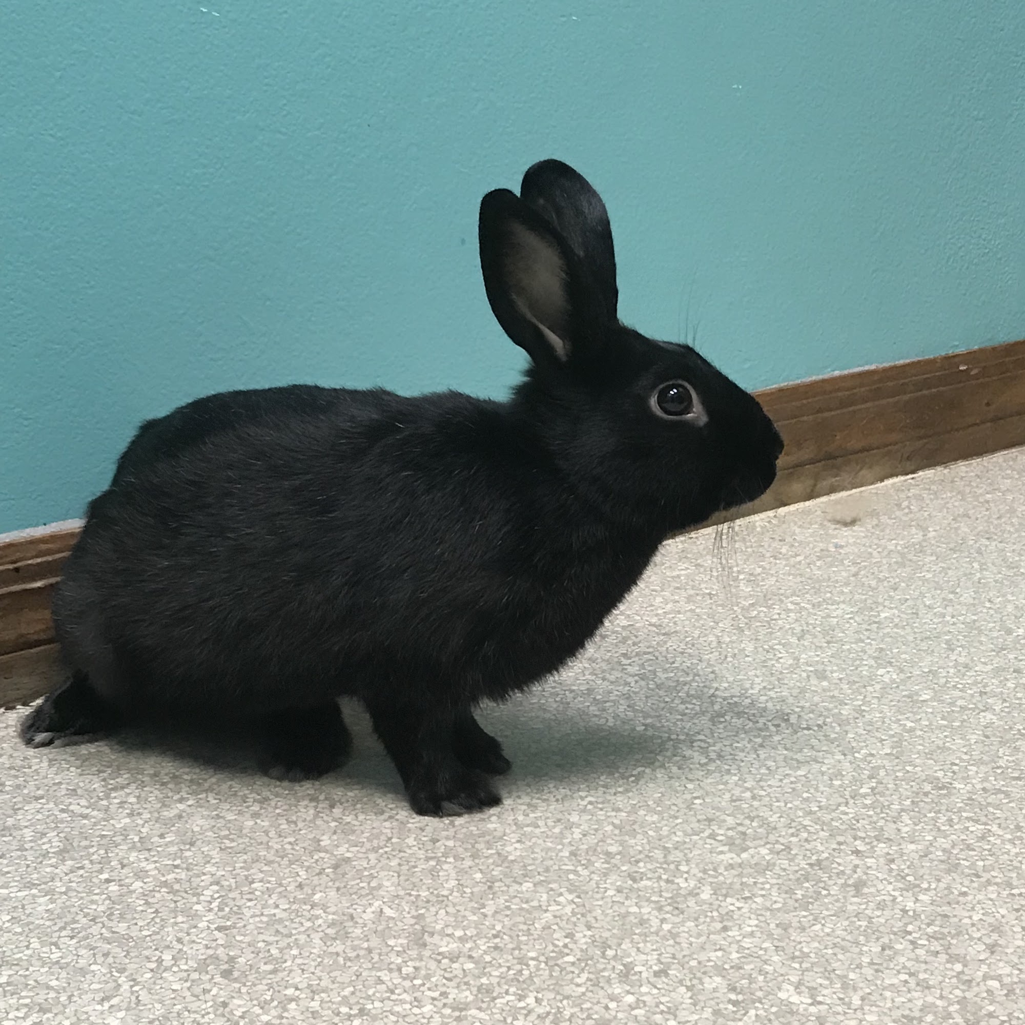 Granada Animal Hospital Ormond Beach