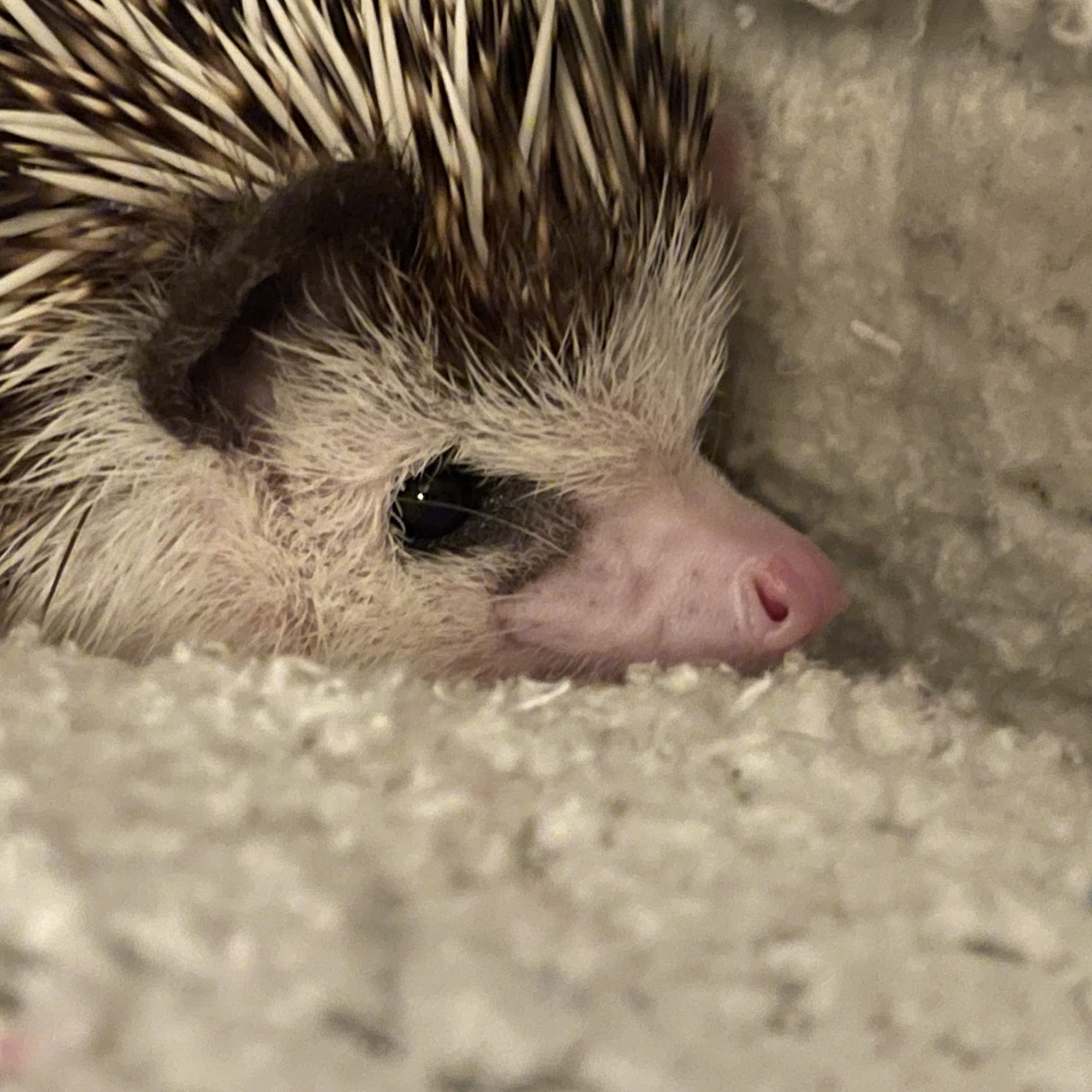 Salzburg Animal Hospital Ormond Beach