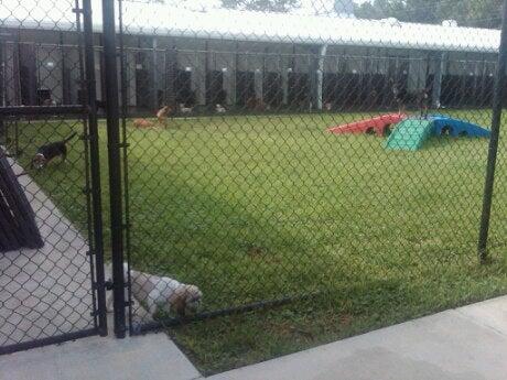 Pet Paradise Ormond Beach Ormond Beach