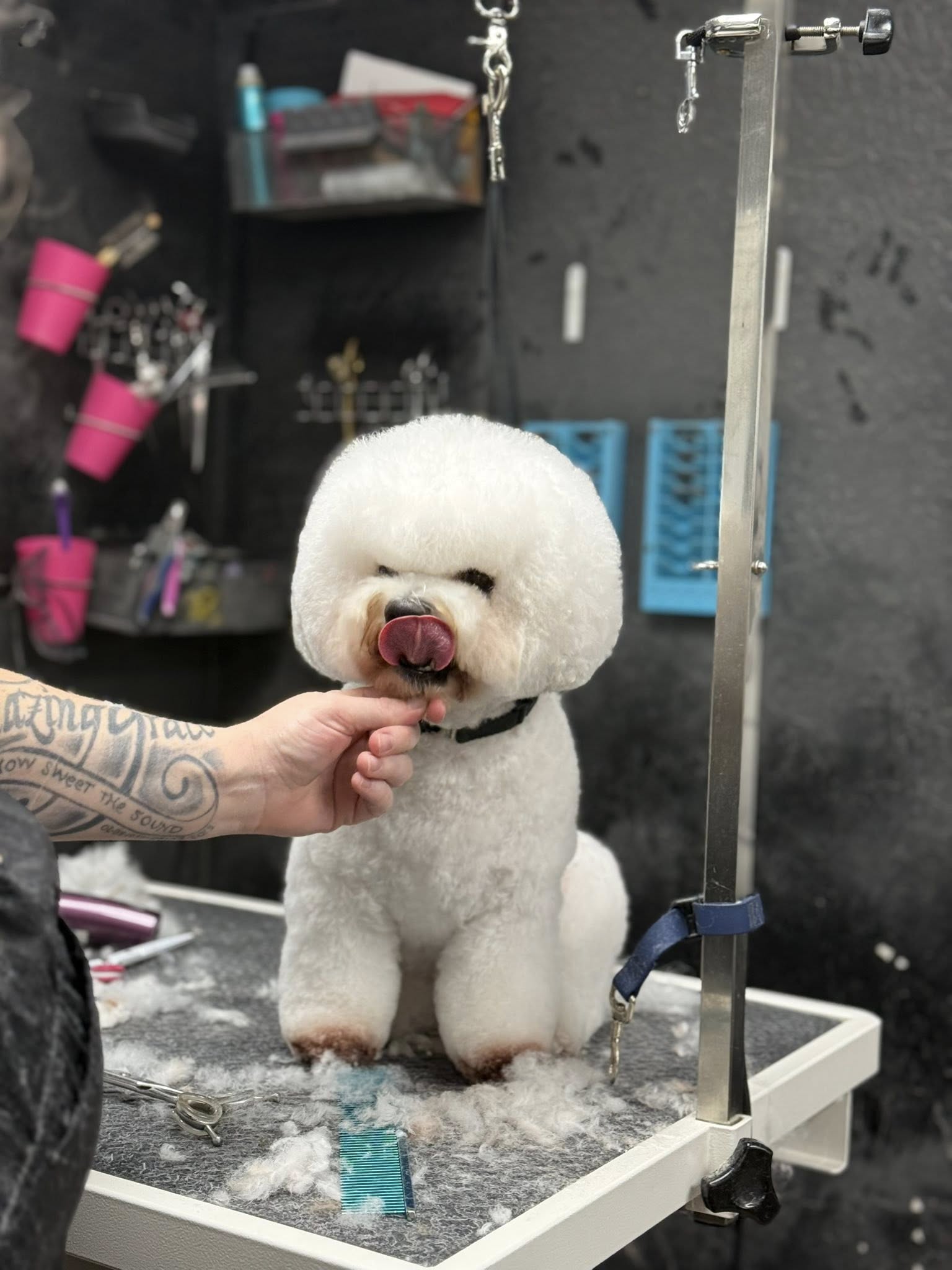 Salty Dogs DIY Dog Wash Ormond Beach