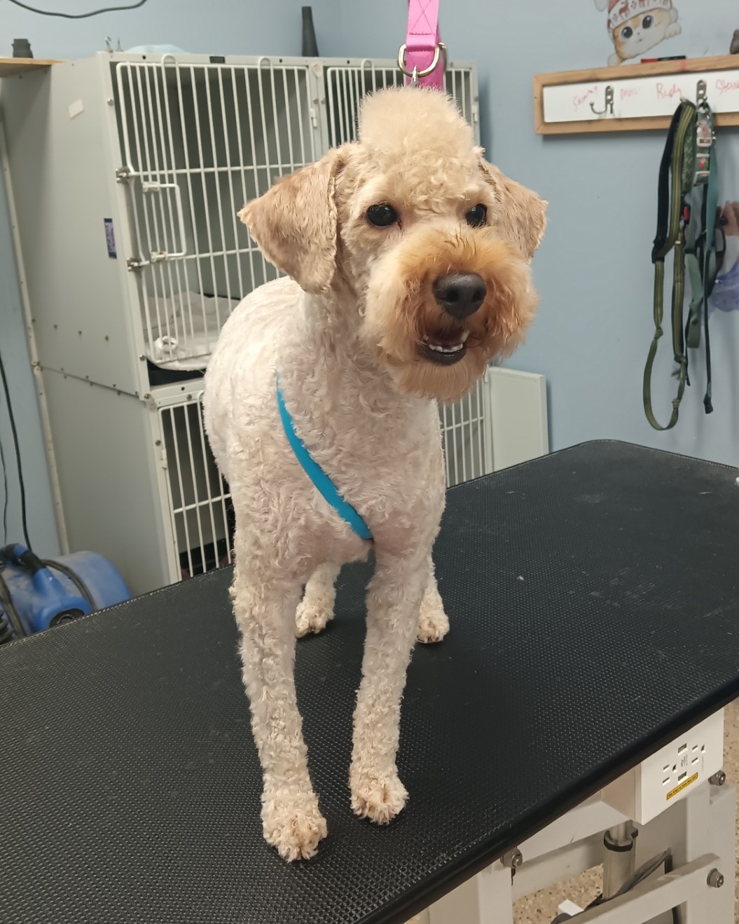 Nauti Pets Ormond Beach