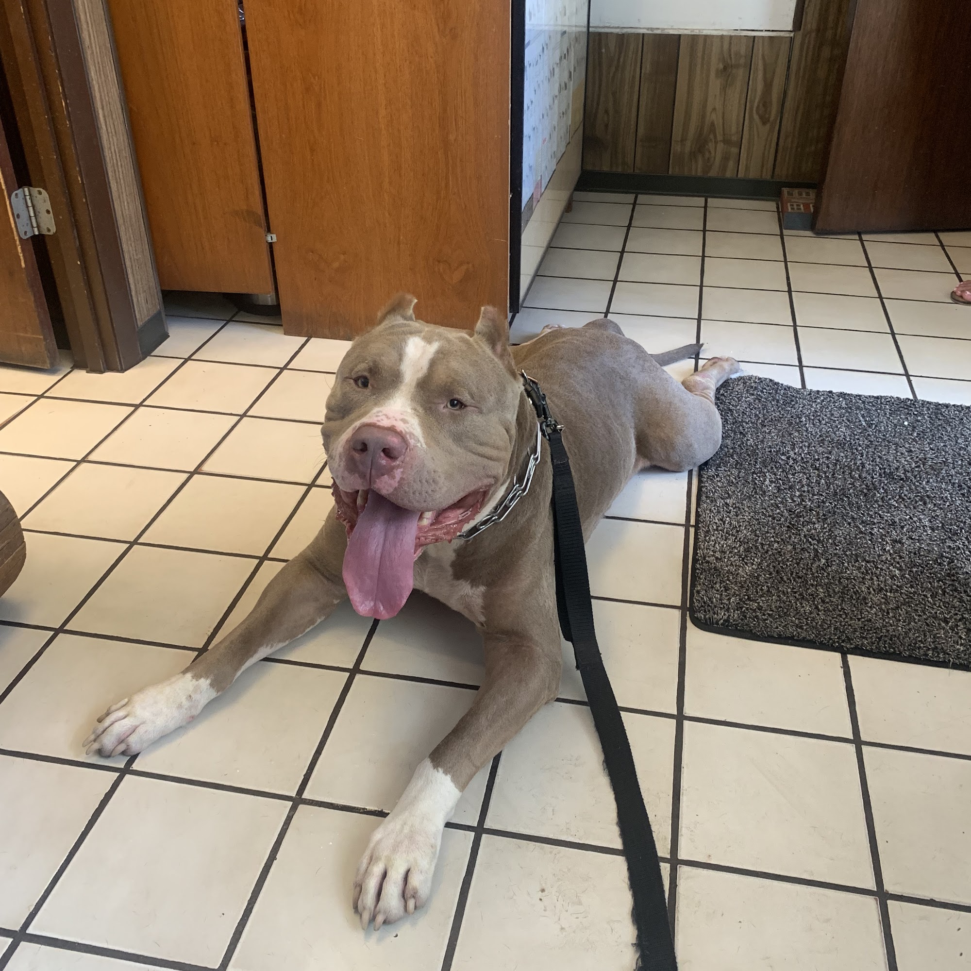 Osprey Animal Clinic Osprey