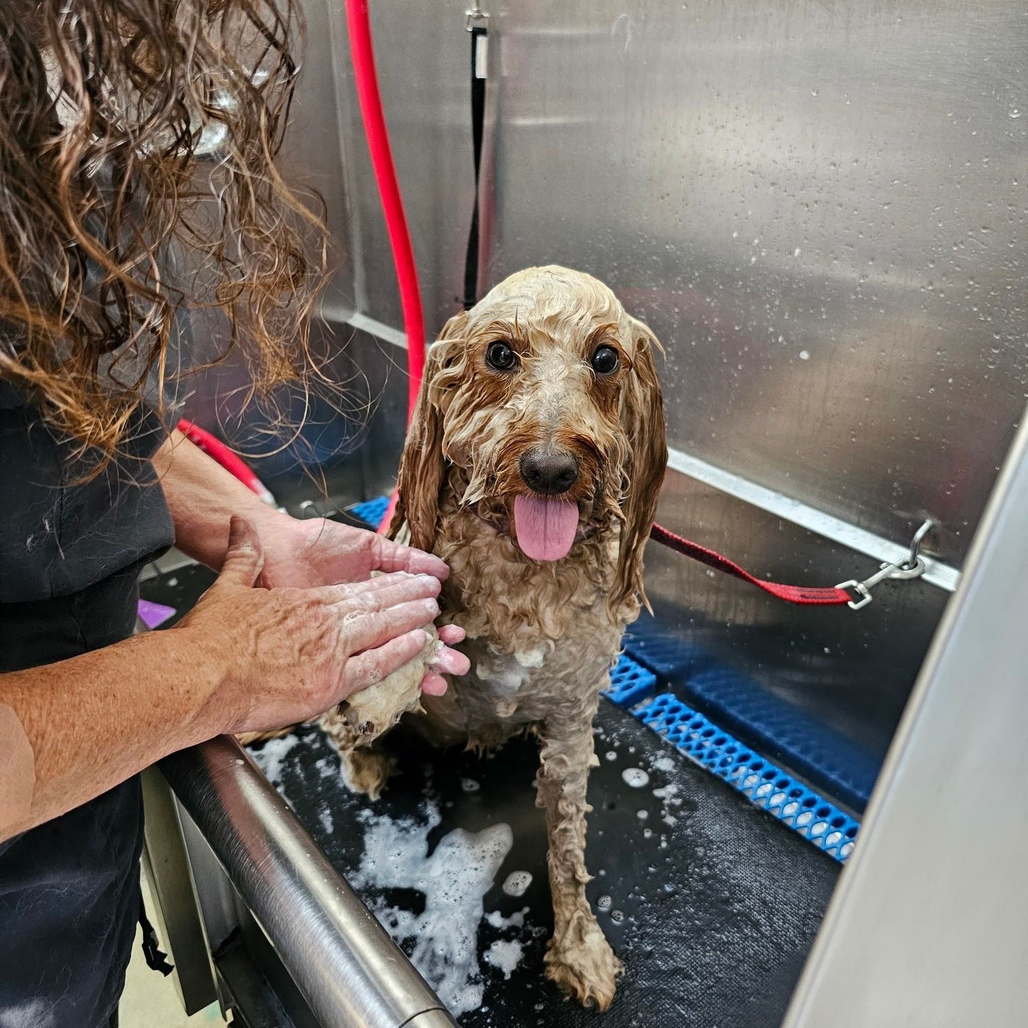 Shaffer Animal Hospital Oviedo