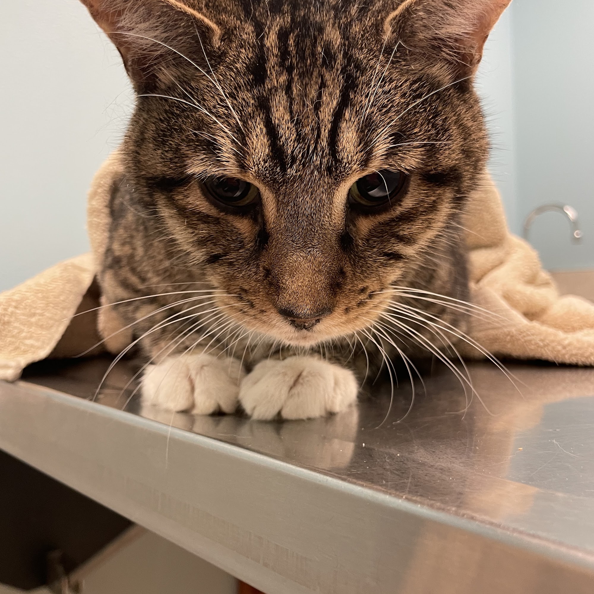 Central Florida Animal Hospital Oviedo