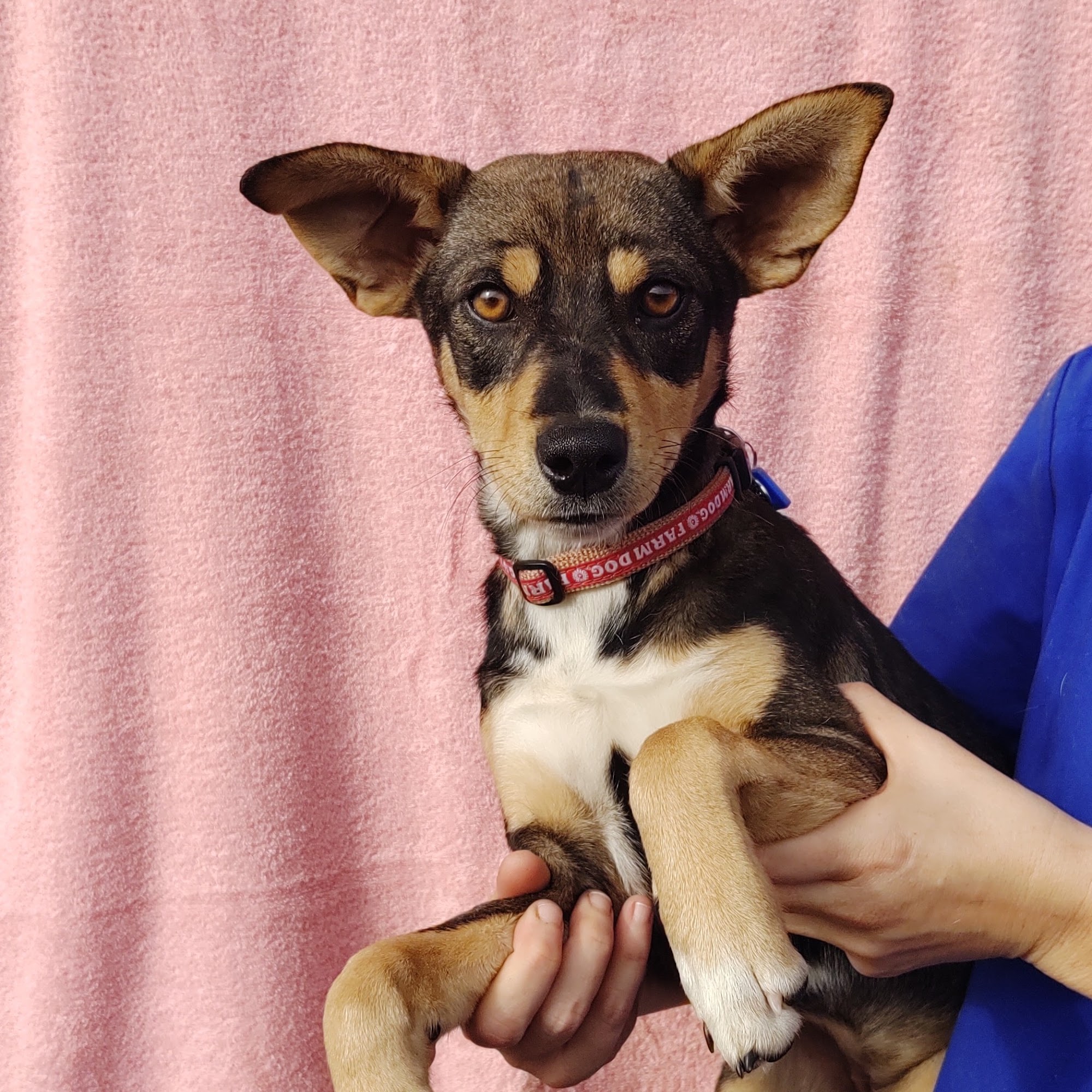 Save a Life Pet Rescue, Inc. Oviedo