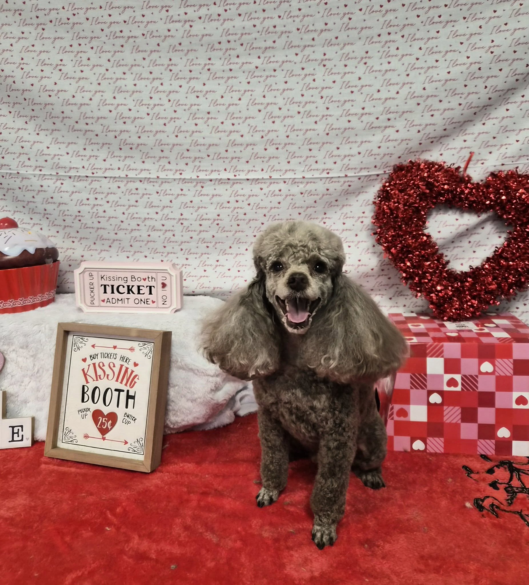 Square Dog Grooming Company Oviedo