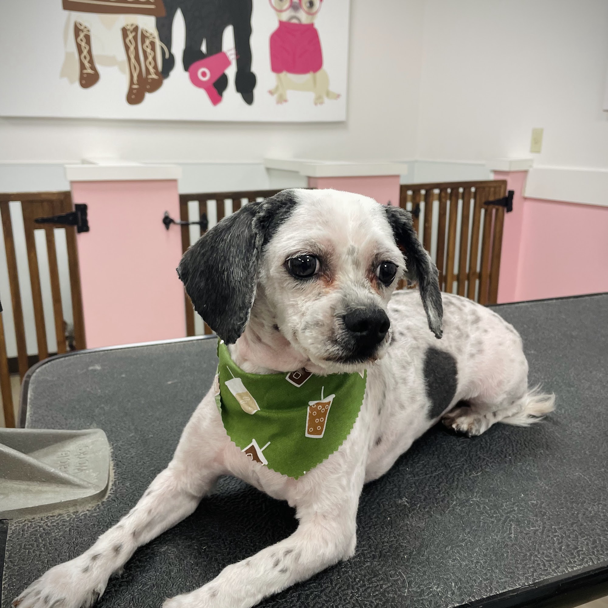 Woof Gang Bakery & Grooming Oviedo Oviedo