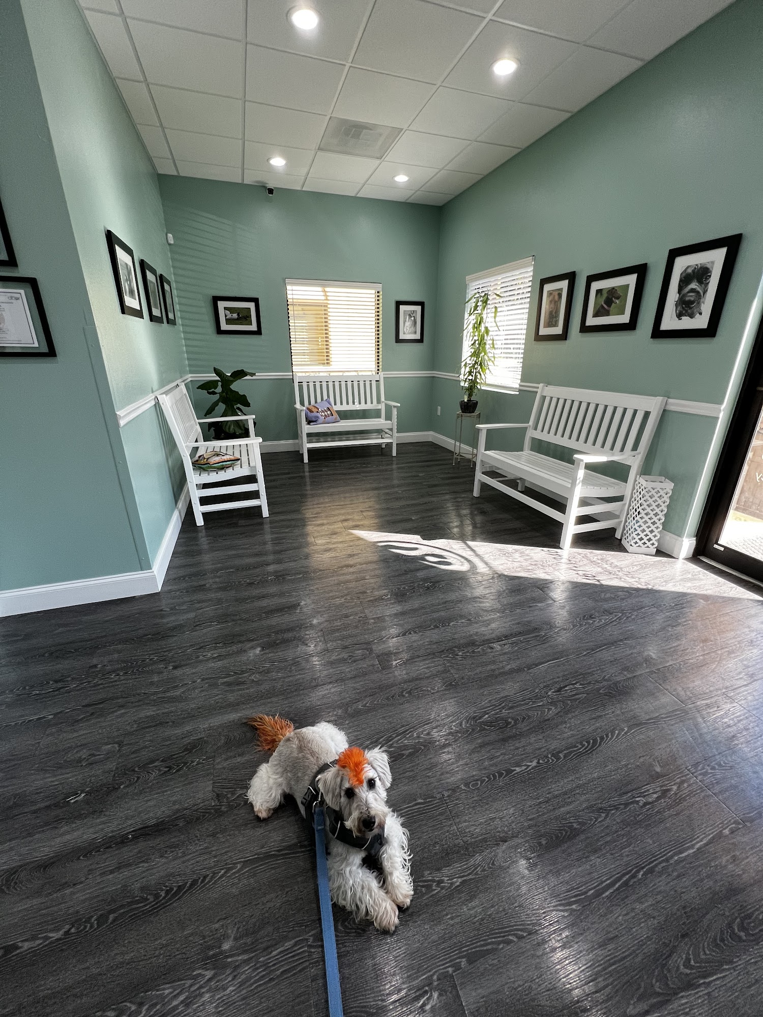 Oxford Animal Hospital Oxford