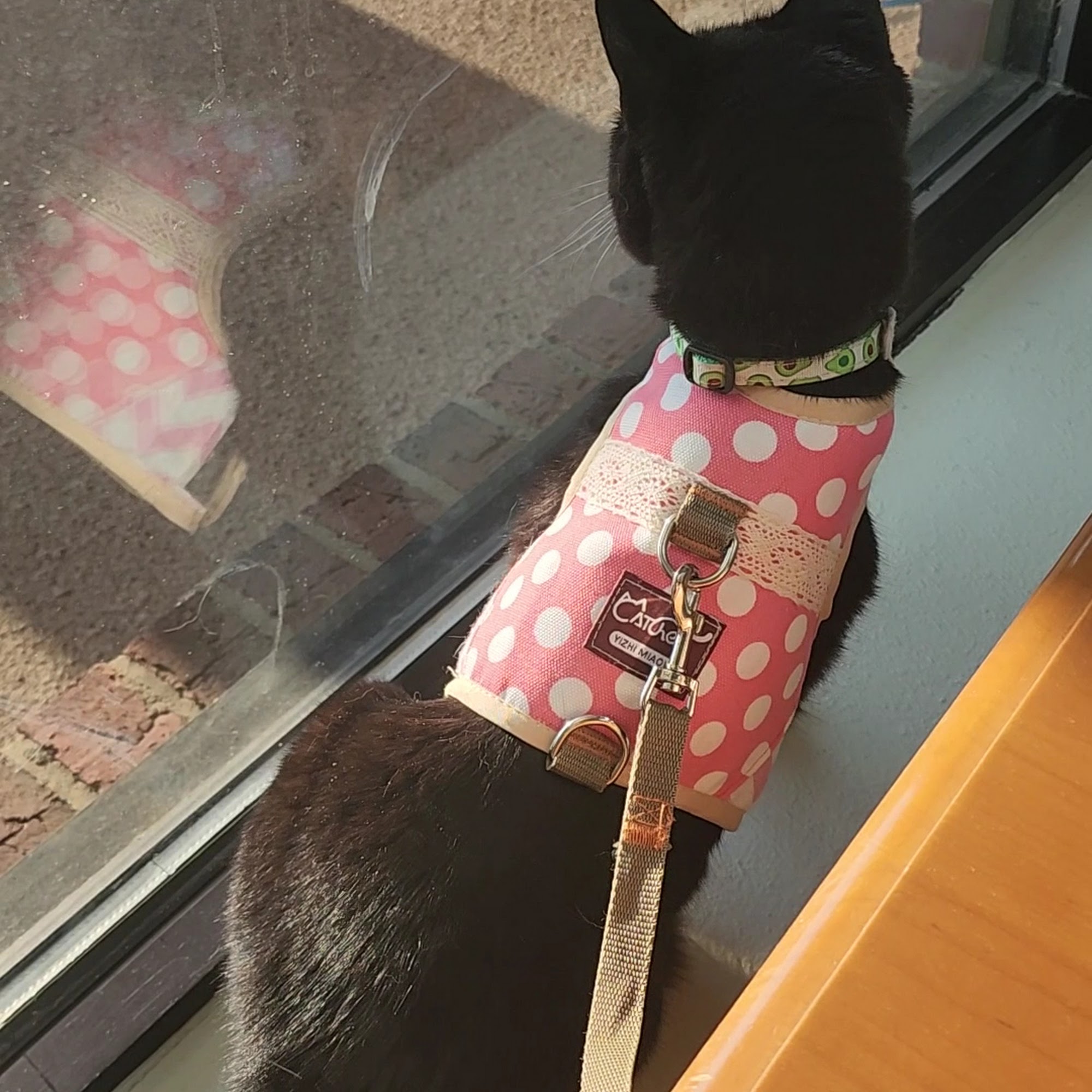 Pace Veterinary Clinic Pace