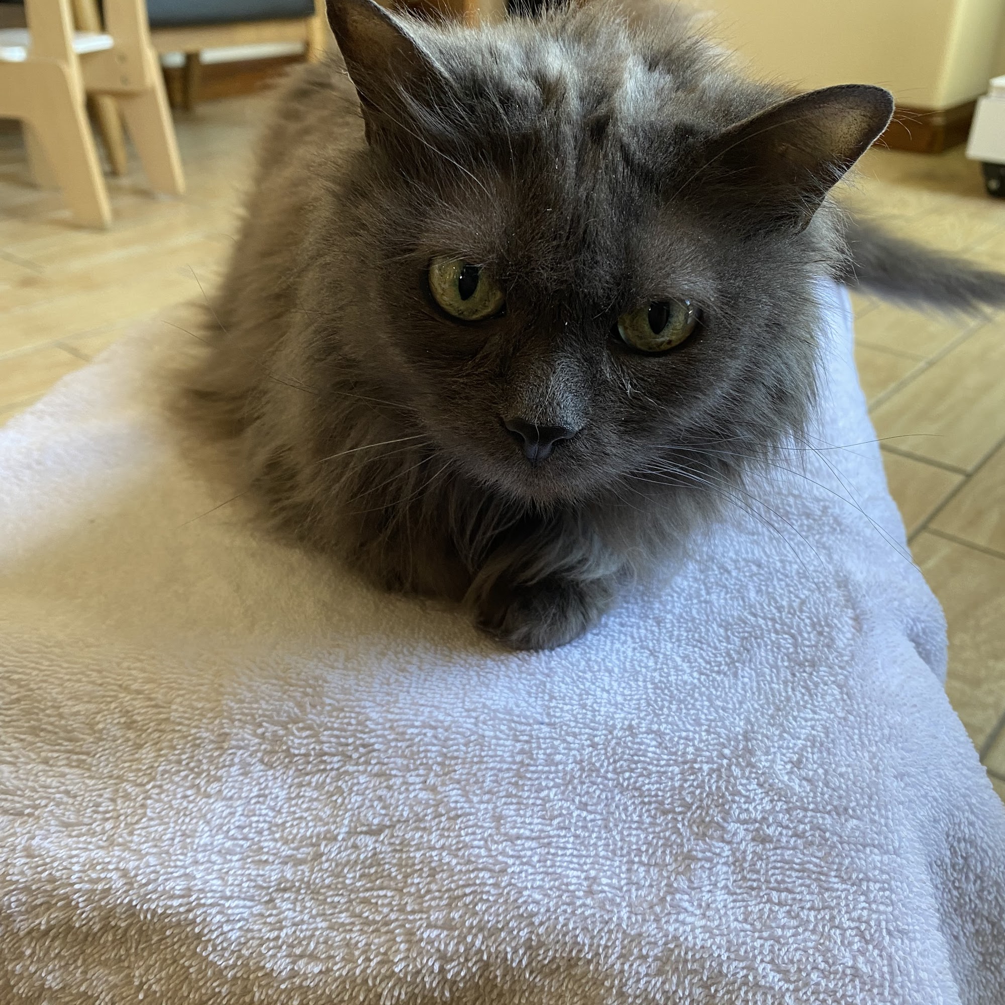 Ark Animal Hospital Pace