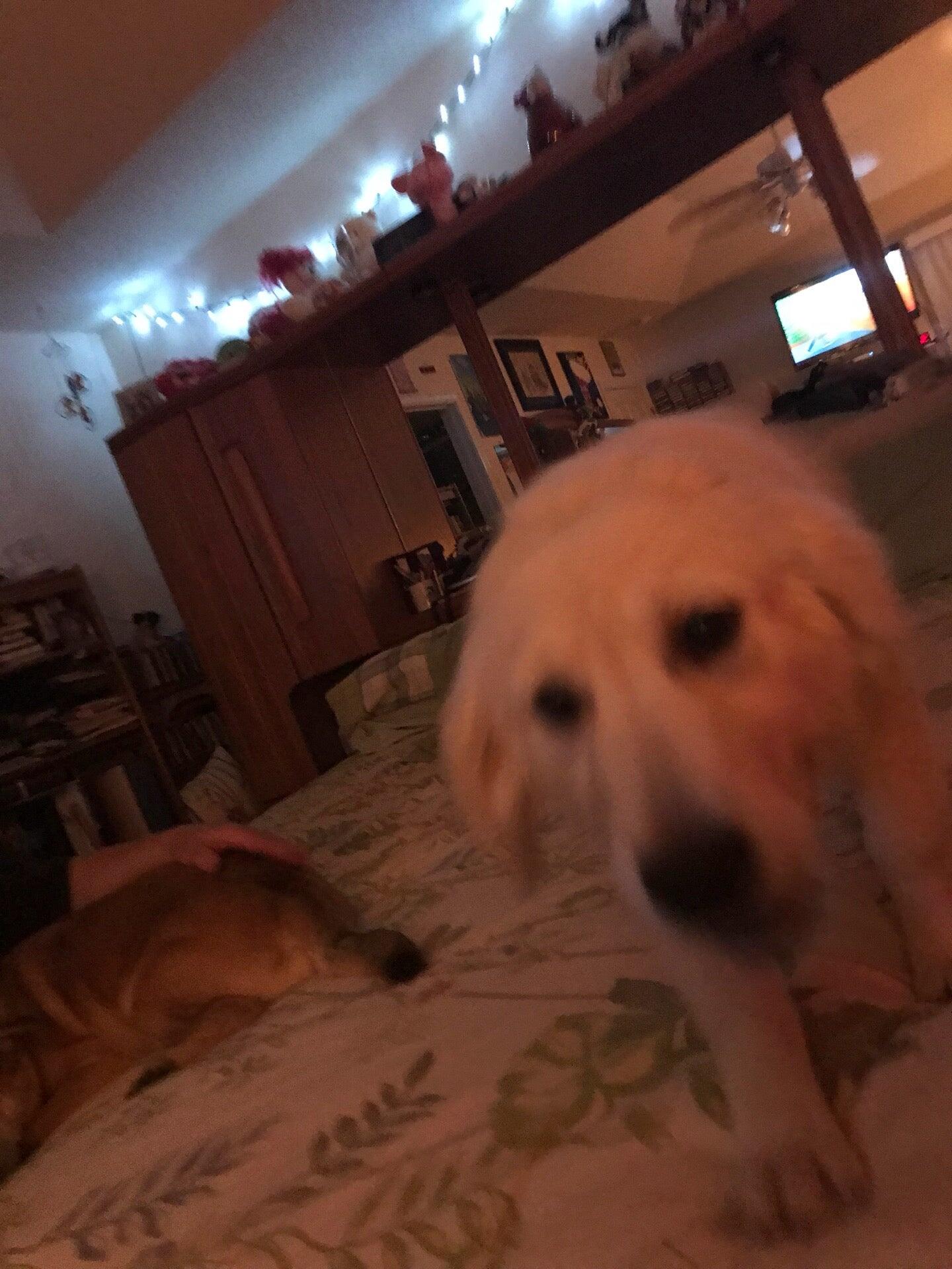 Village Groomers We Tuckem Inn Pace