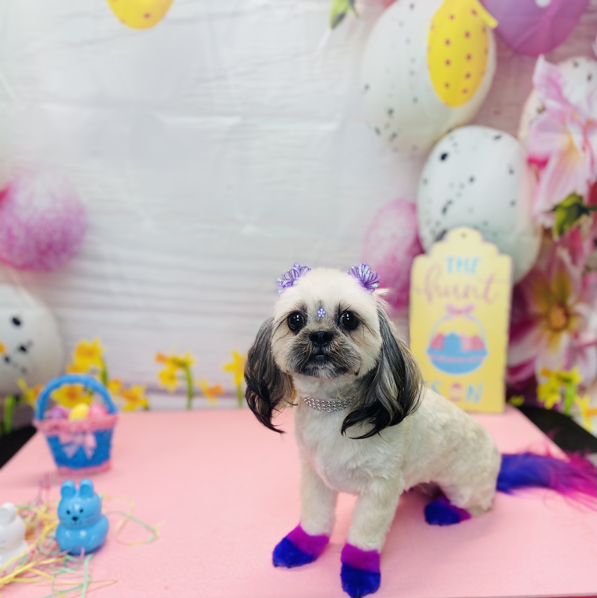 Pet care plus by Gloriathegroomer Pace