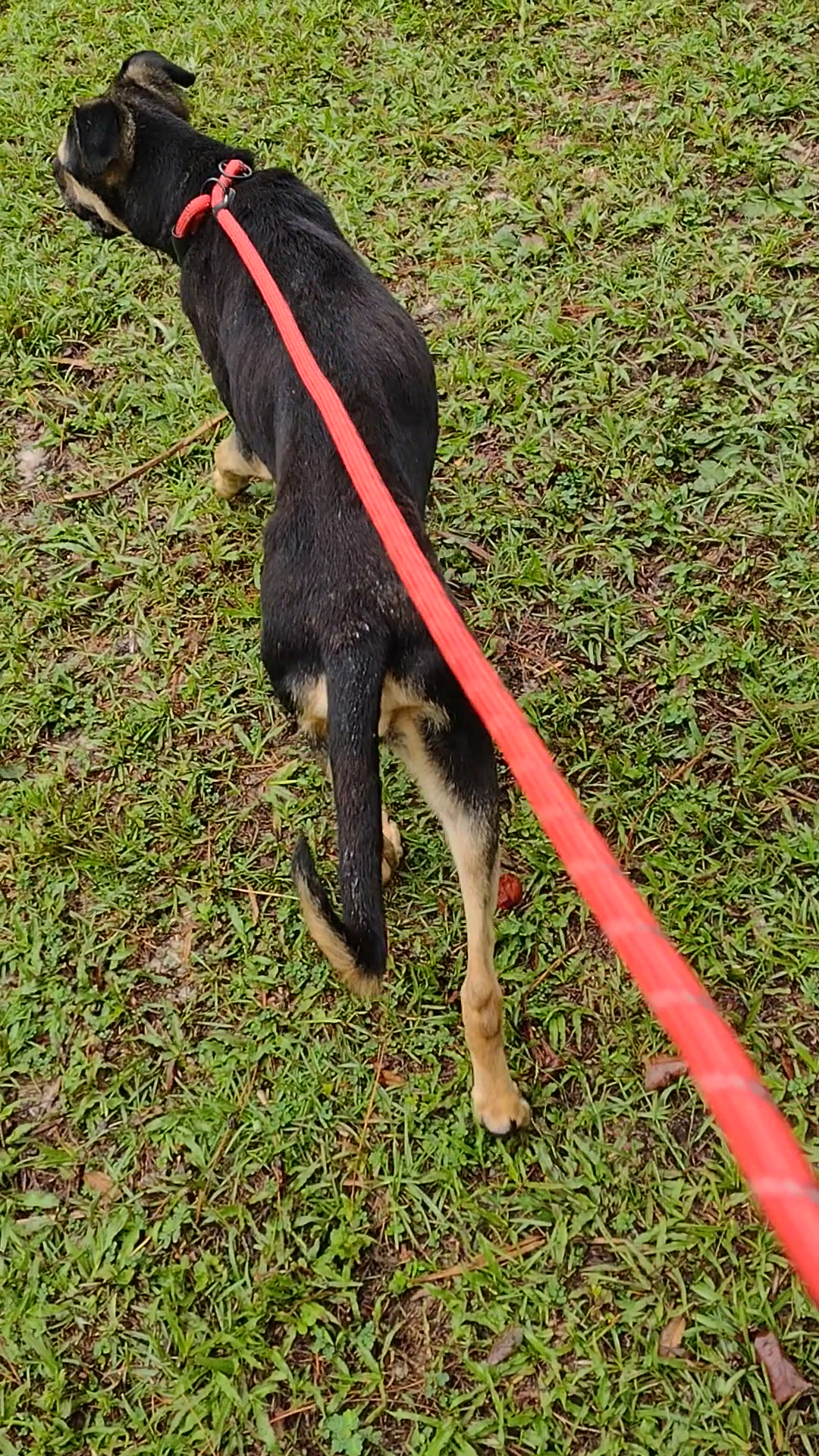 S.A.F.E. Pet Rescue Inc Palatka