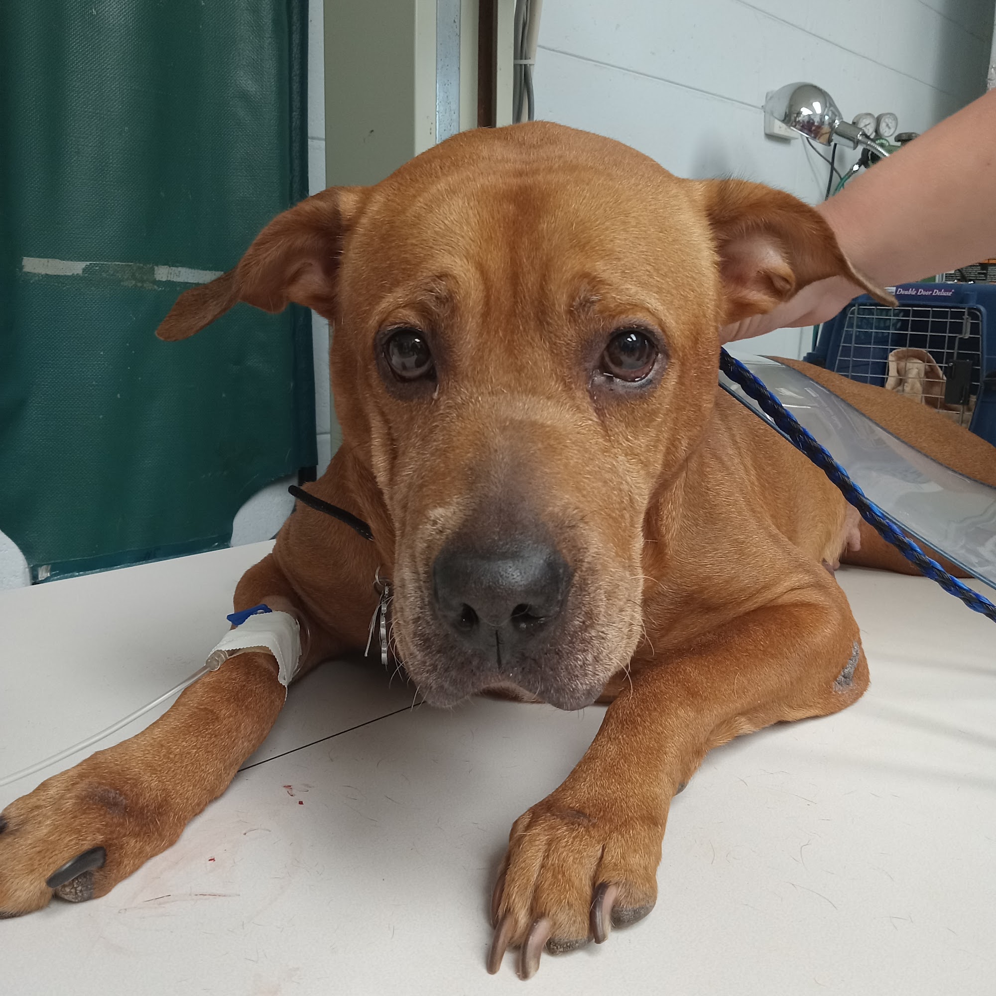 Wall Lanelle DVM Palatka