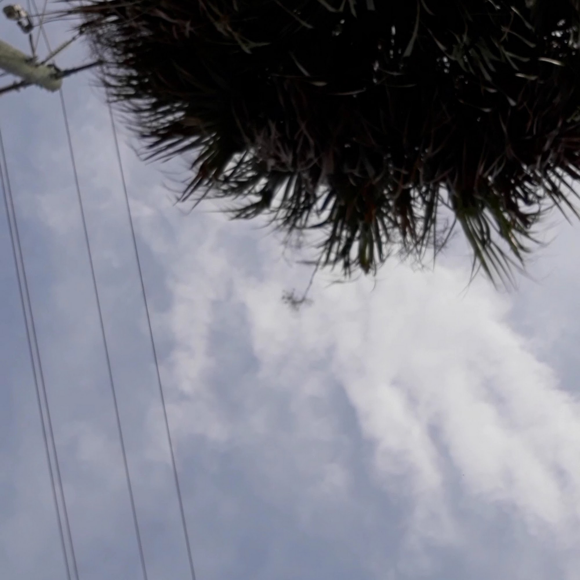 El Super Mofongo Resbaloso Palm Bay