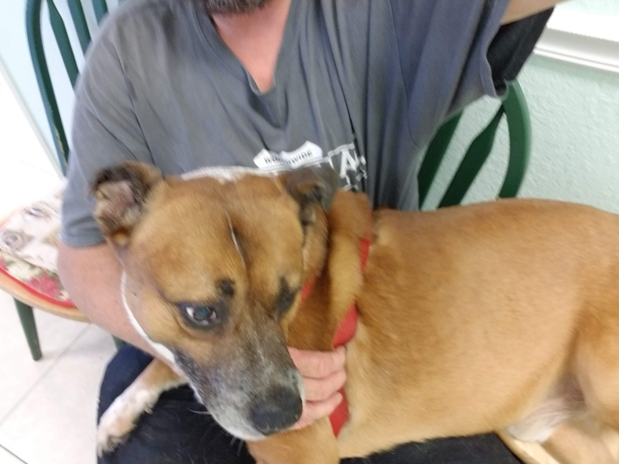 Ark & Bark Vet Clinic, LLC Palm Bay