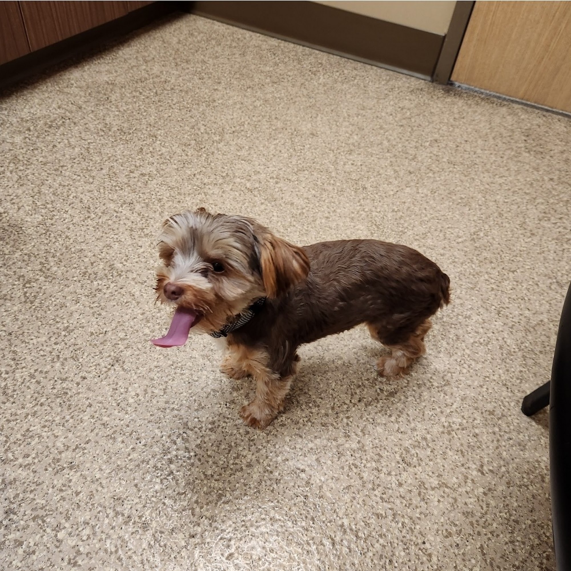 Oakview Animal Hospital Palm Bay