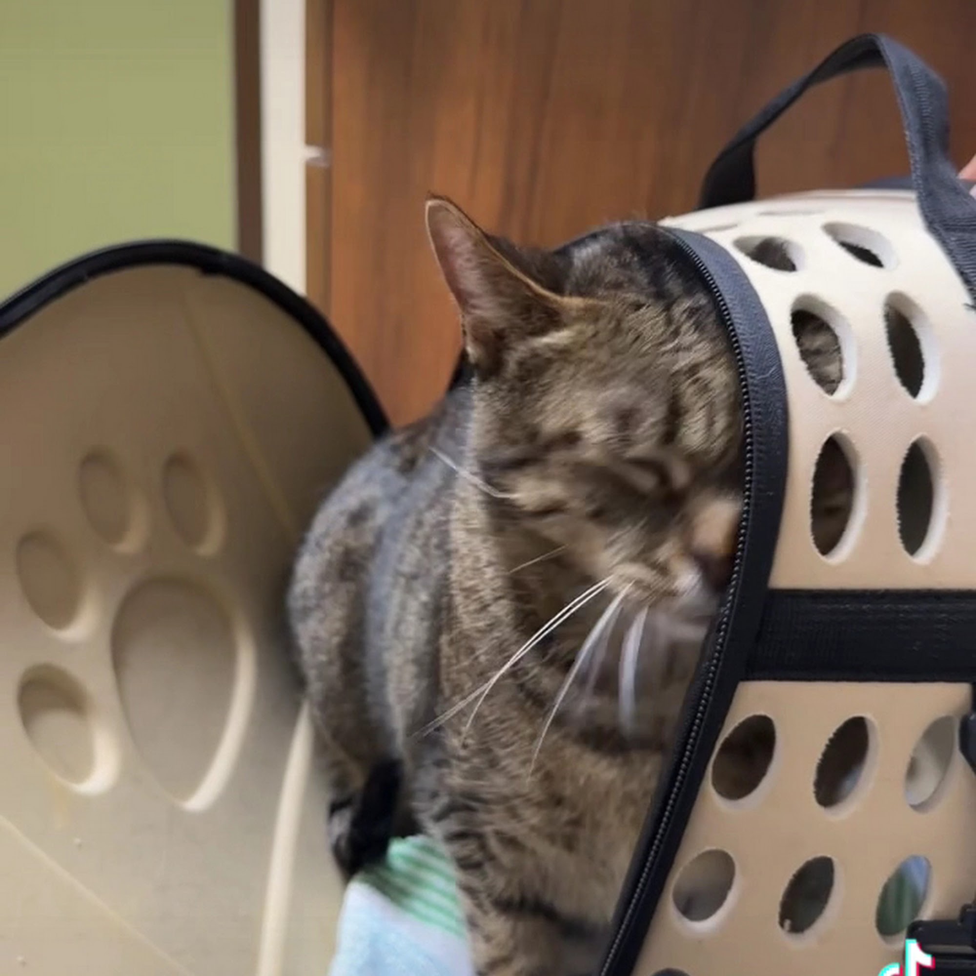 Animal Hospital of Palm Bay Palm Bay