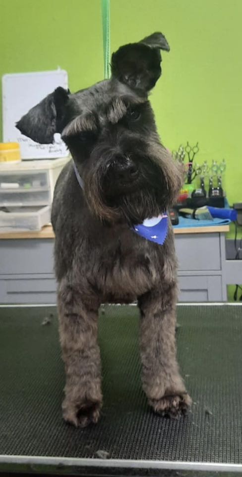 Planet Dog Luxury Spa Palm Bay