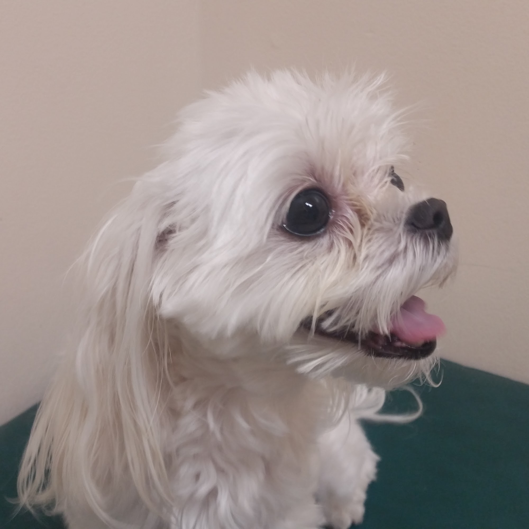 Abcde Animal Clinic Palm Beach Gardens