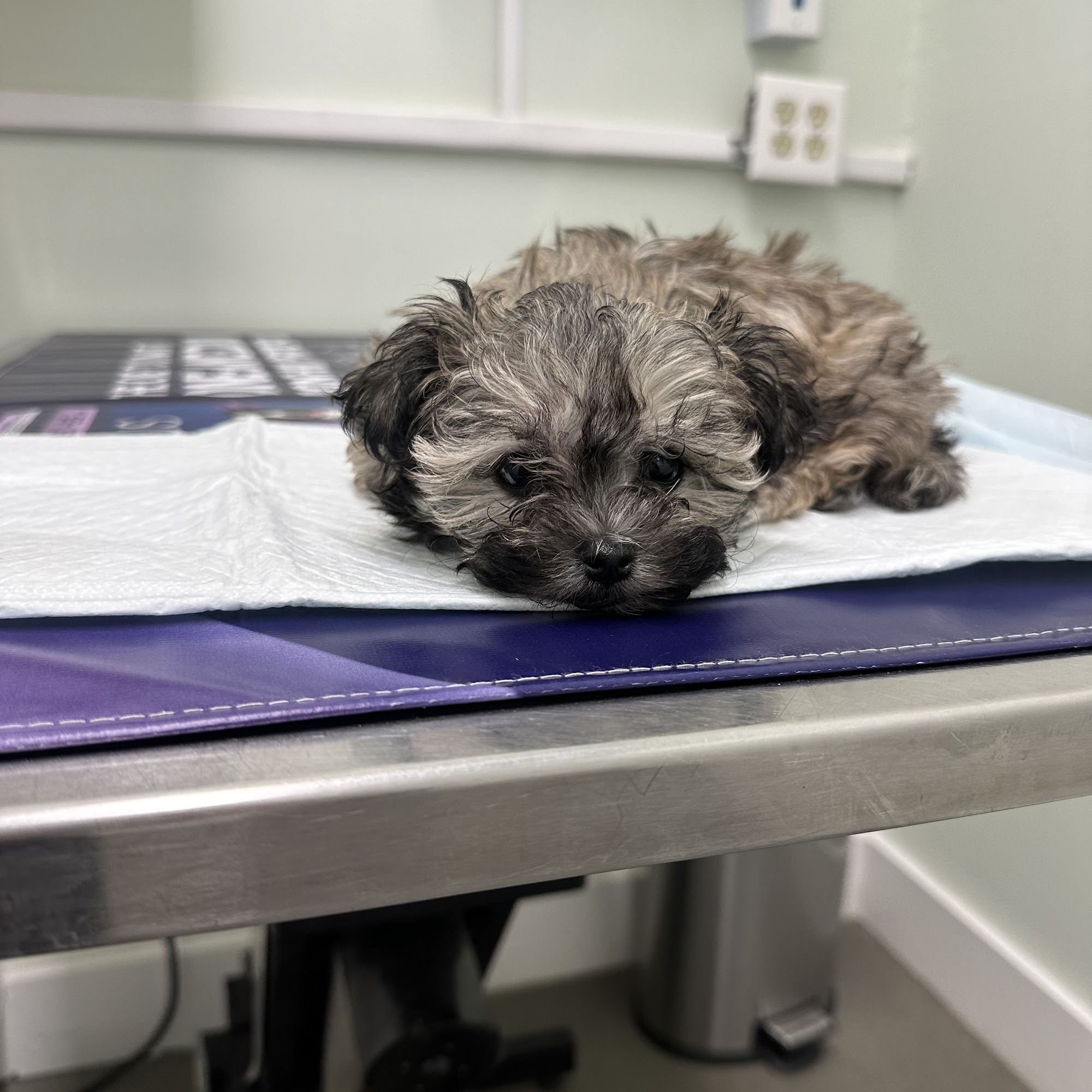 Garden Park Animal Clinic Palm Beach Gardens