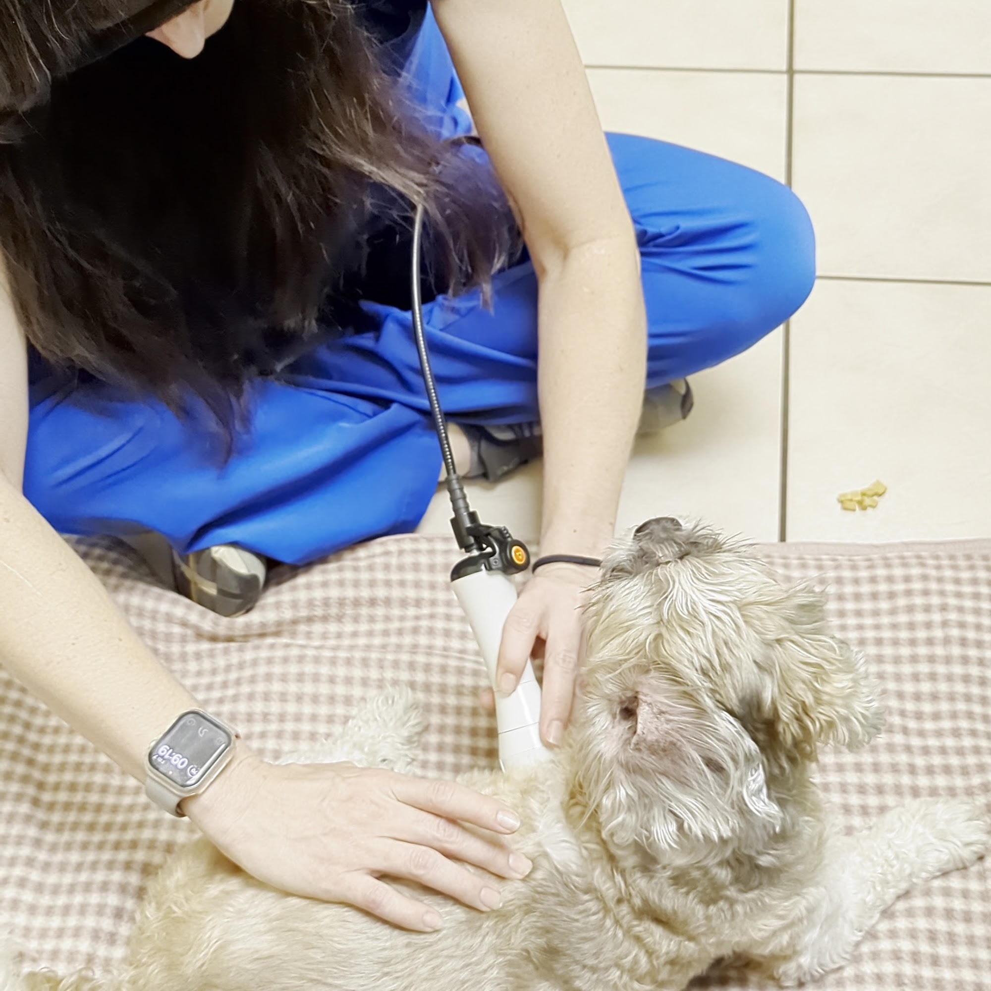 Promenade Animal Hospital Palm Beach Gardens