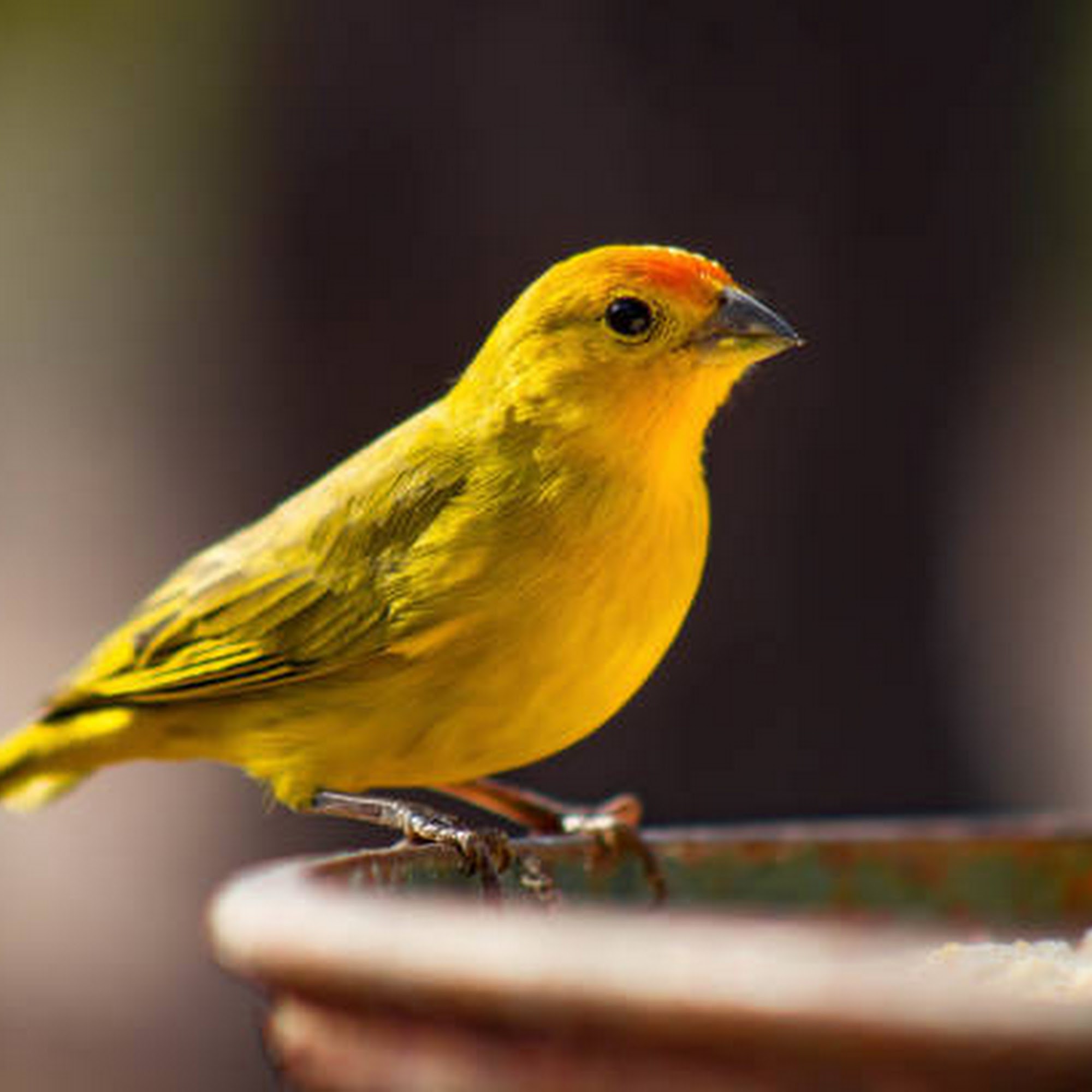 Avian & Exotic Clinic of Palm City Palm City