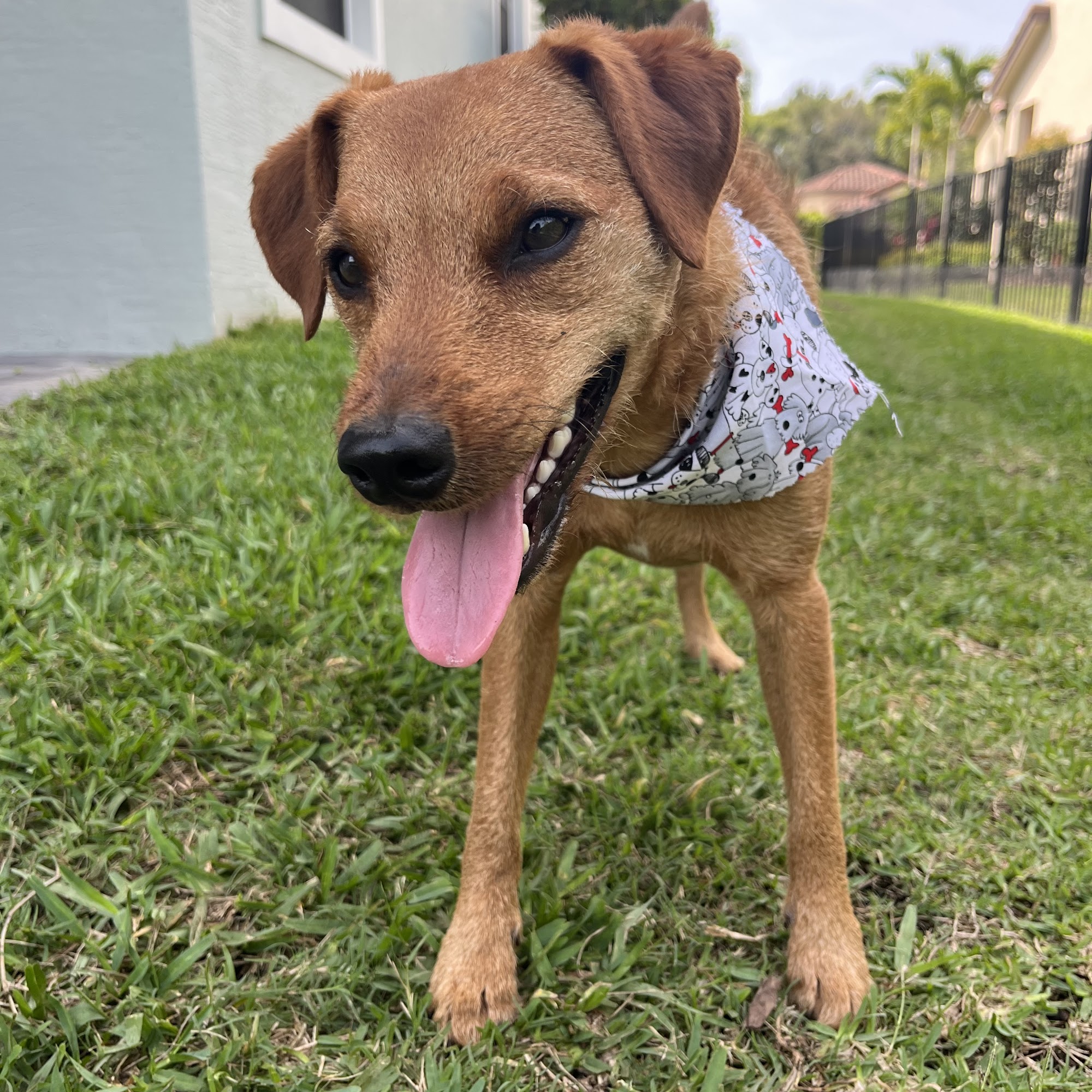 Woof Gang Bakery & Grooming Palm City Palm City