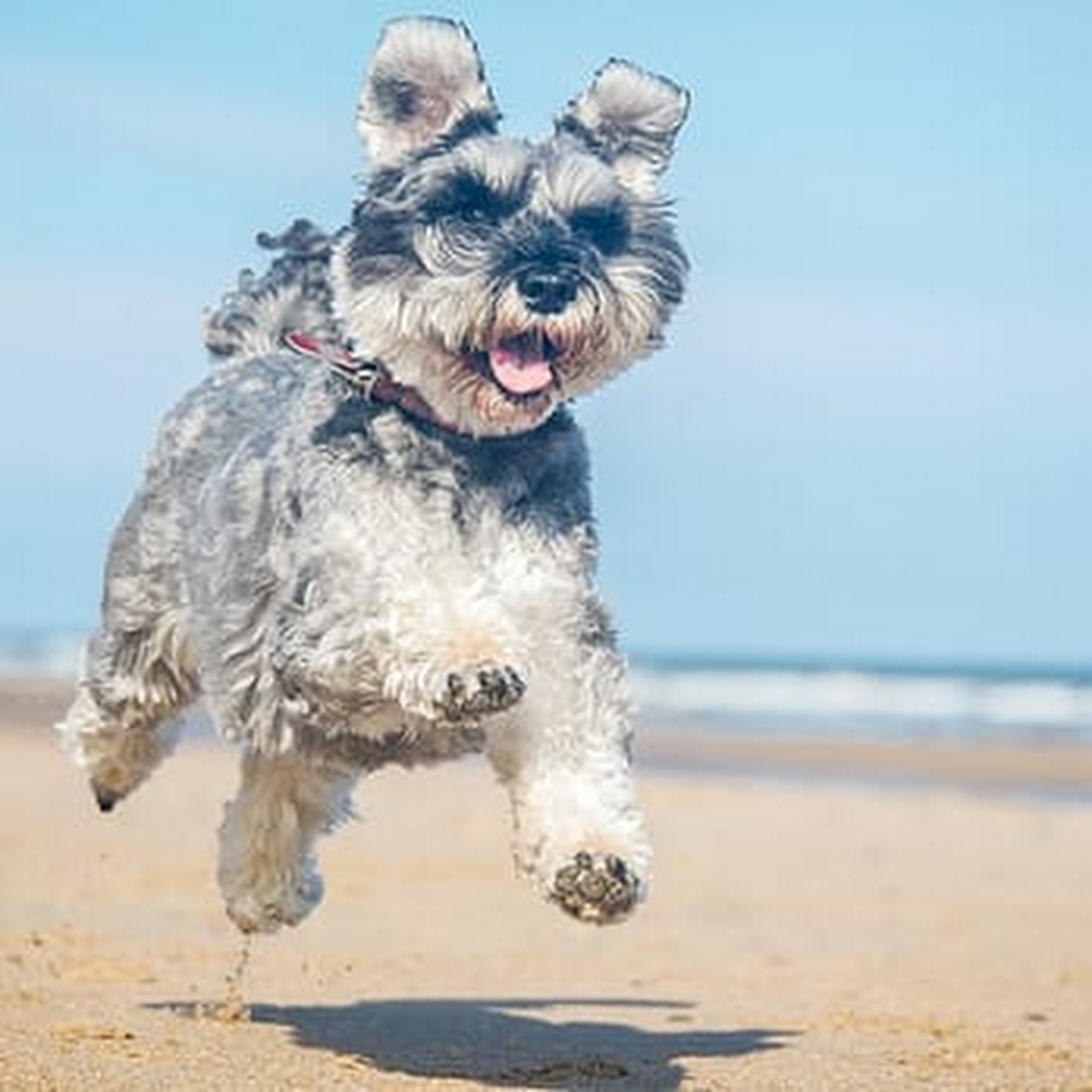 Community Animal Clinic Palm Coast