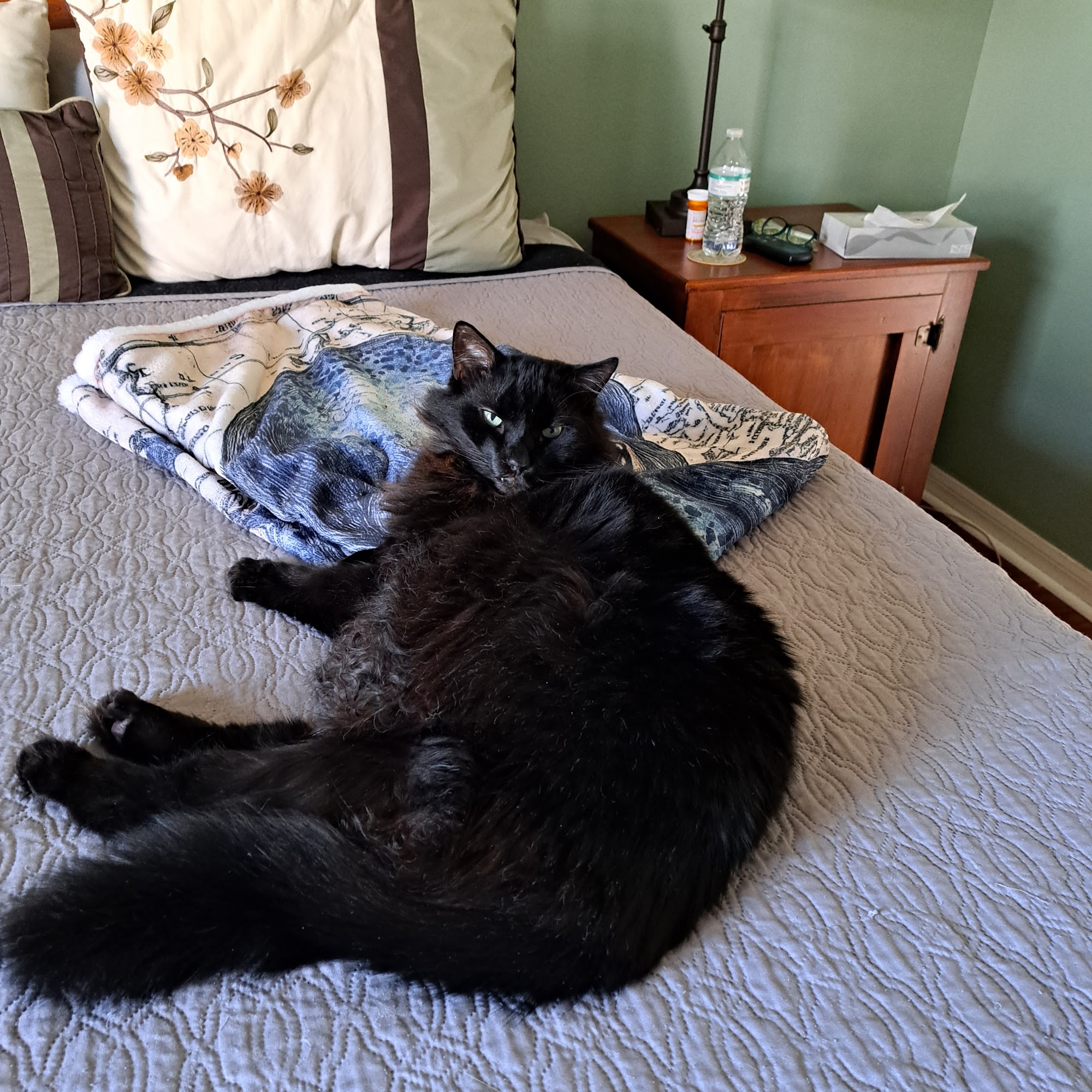 Safe Haven Veterinary Hospital Palm Coast