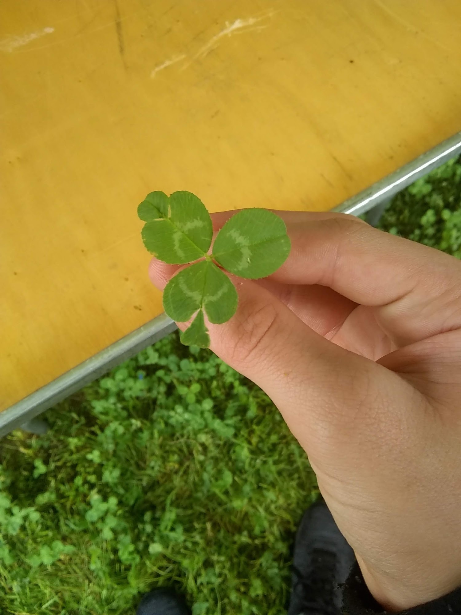 Palm Coast Pet Clinic Palm Coast