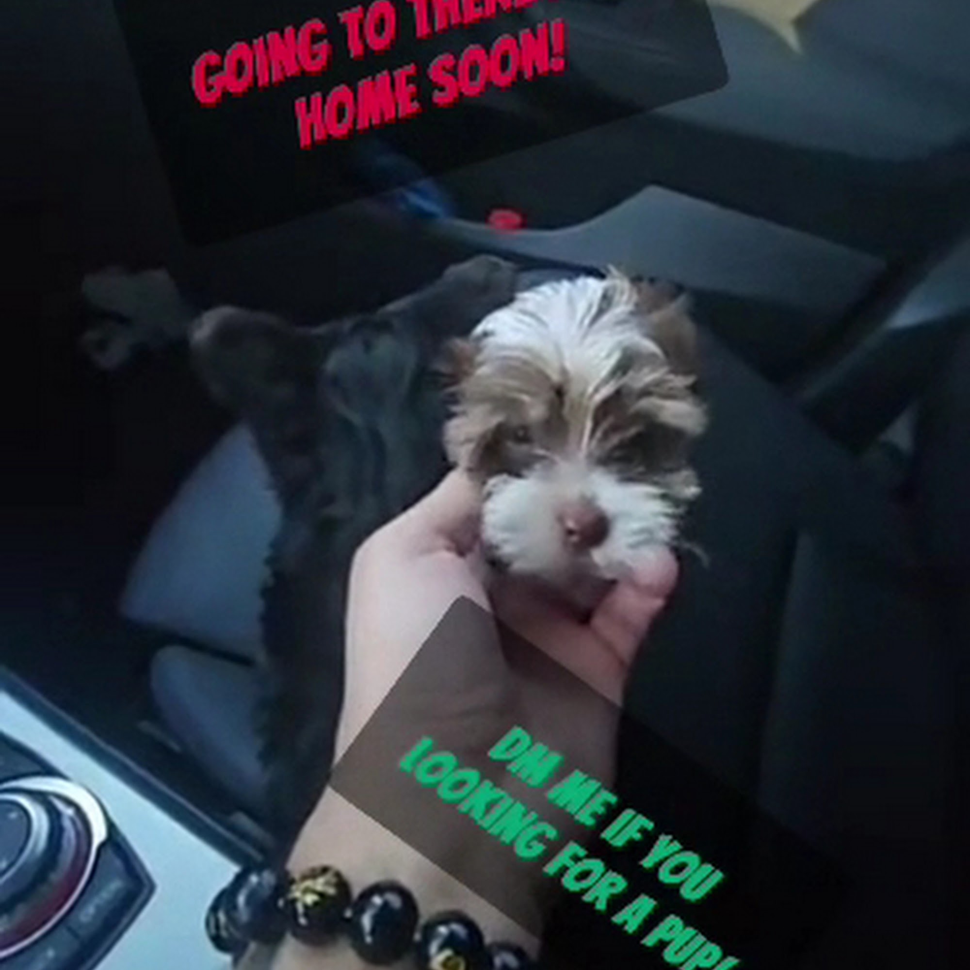 Pine Lakes Animal Hospital Palm Coast