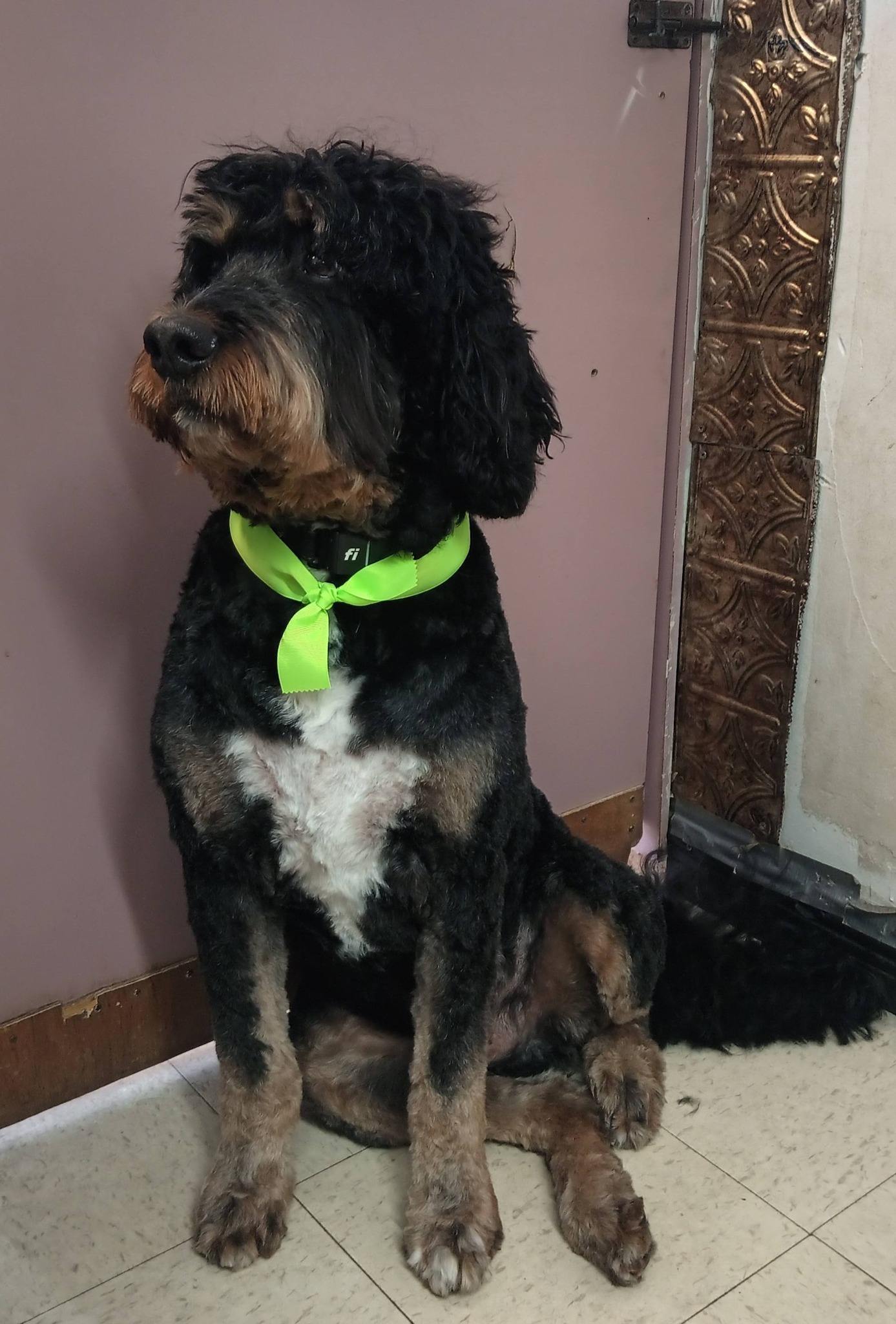 Palm Coast Pet Grooming Palm Coast